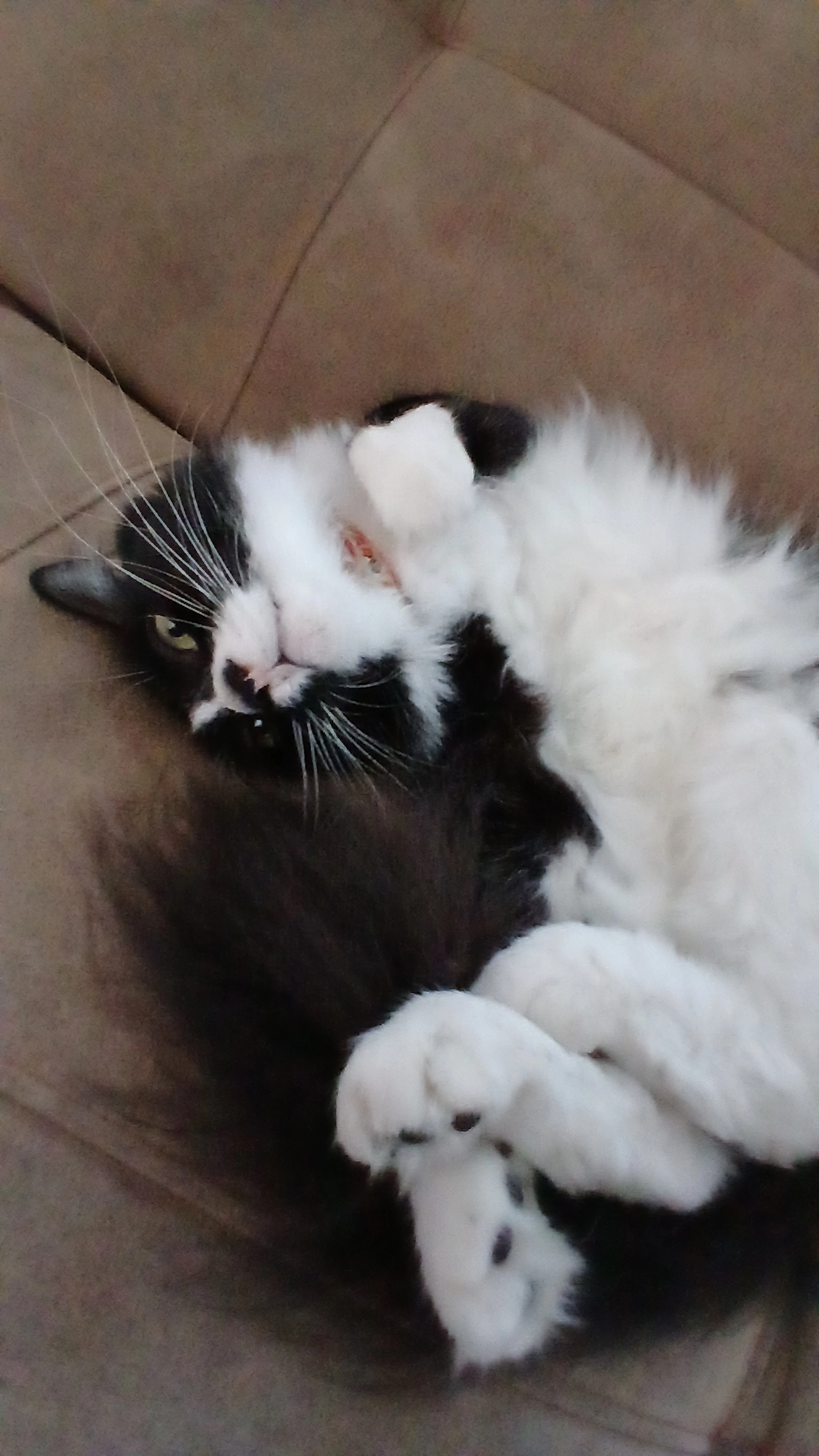 Oreo - 47820, Petaling Jaya