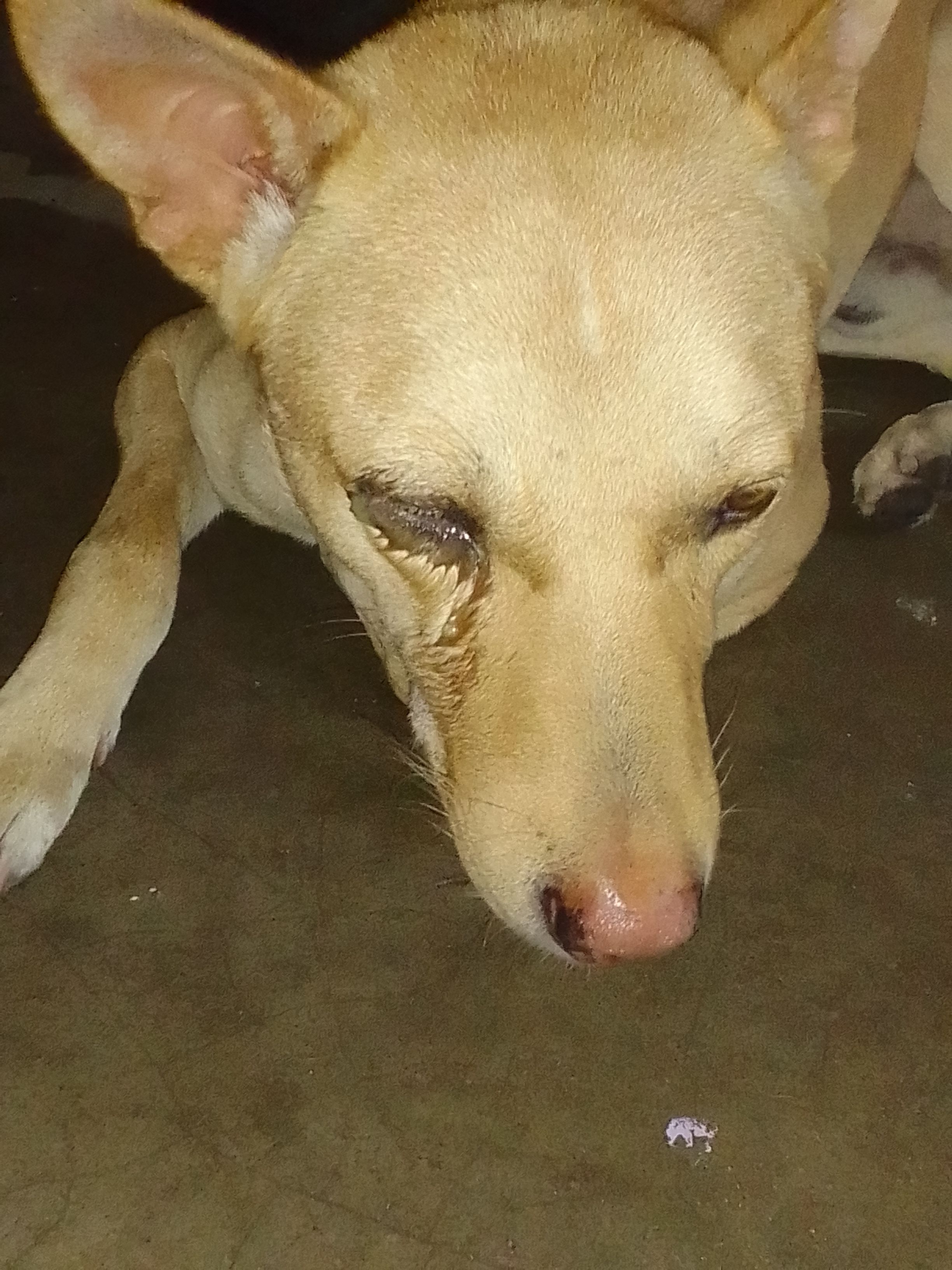 Naughty - Feeder Road, North Barrackpore