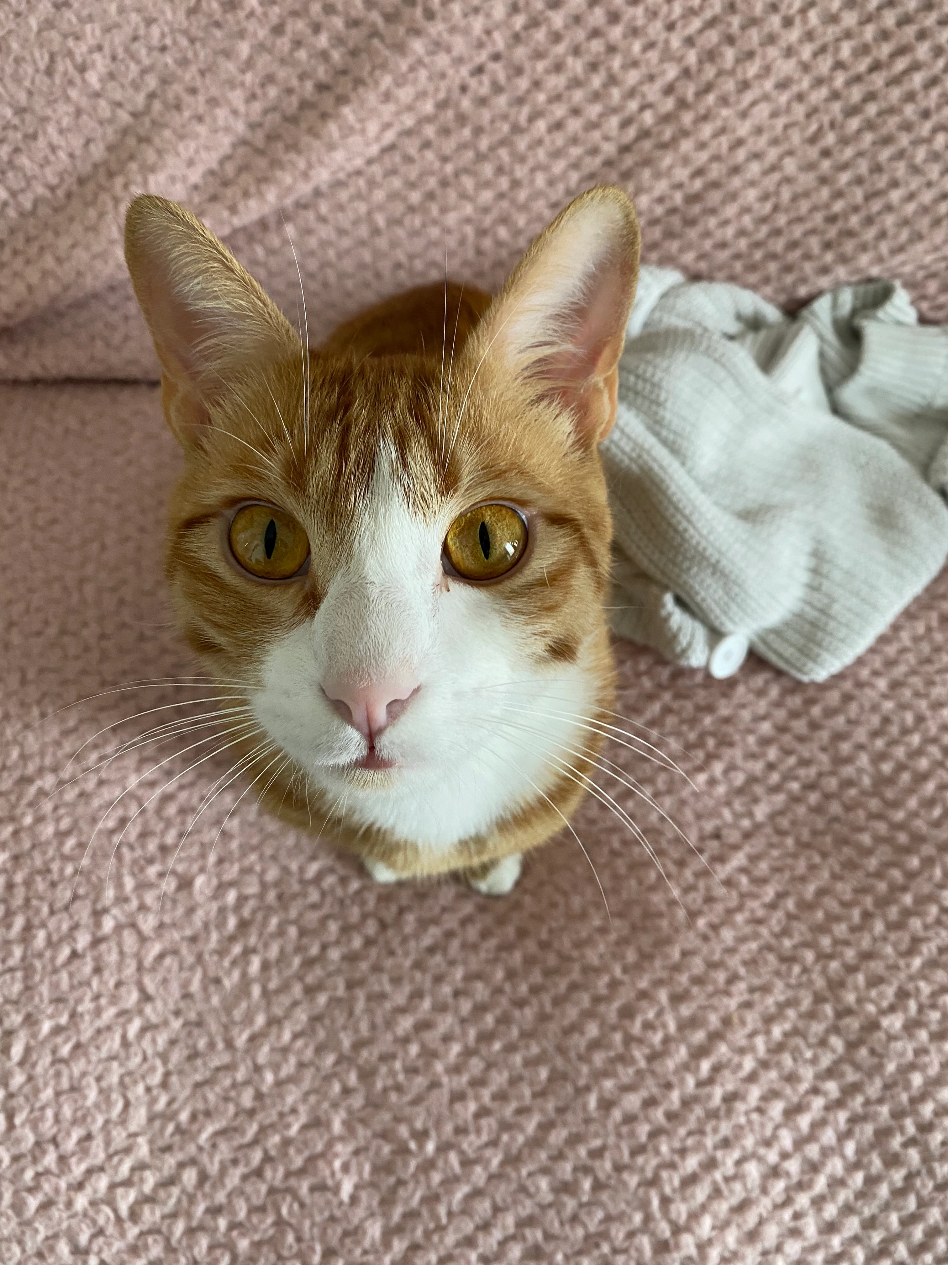 Sukran  - 2 Rue de Friedland, Bourges