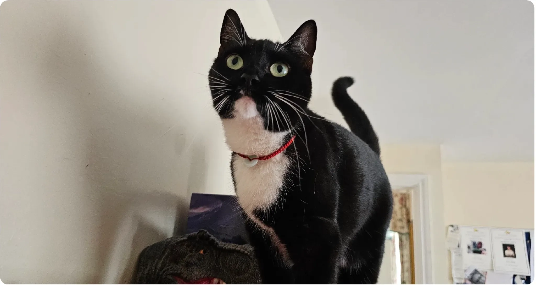 Mimi Zhang - Anchorway Road, Coventry