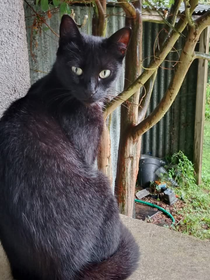 Marcelle  - Chemin du Bourg, Chauvé