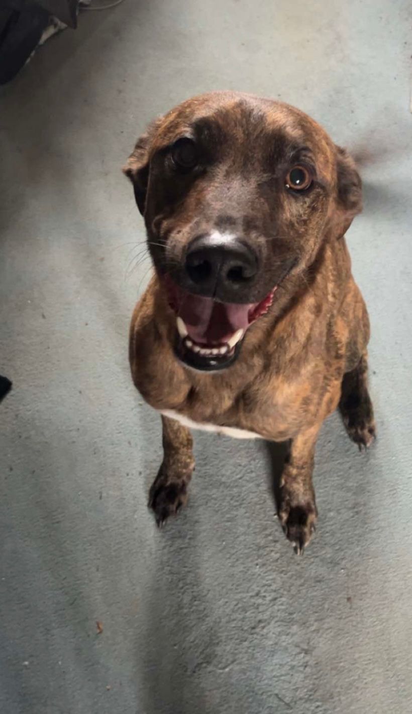 Rocky  - A354, Salisbury