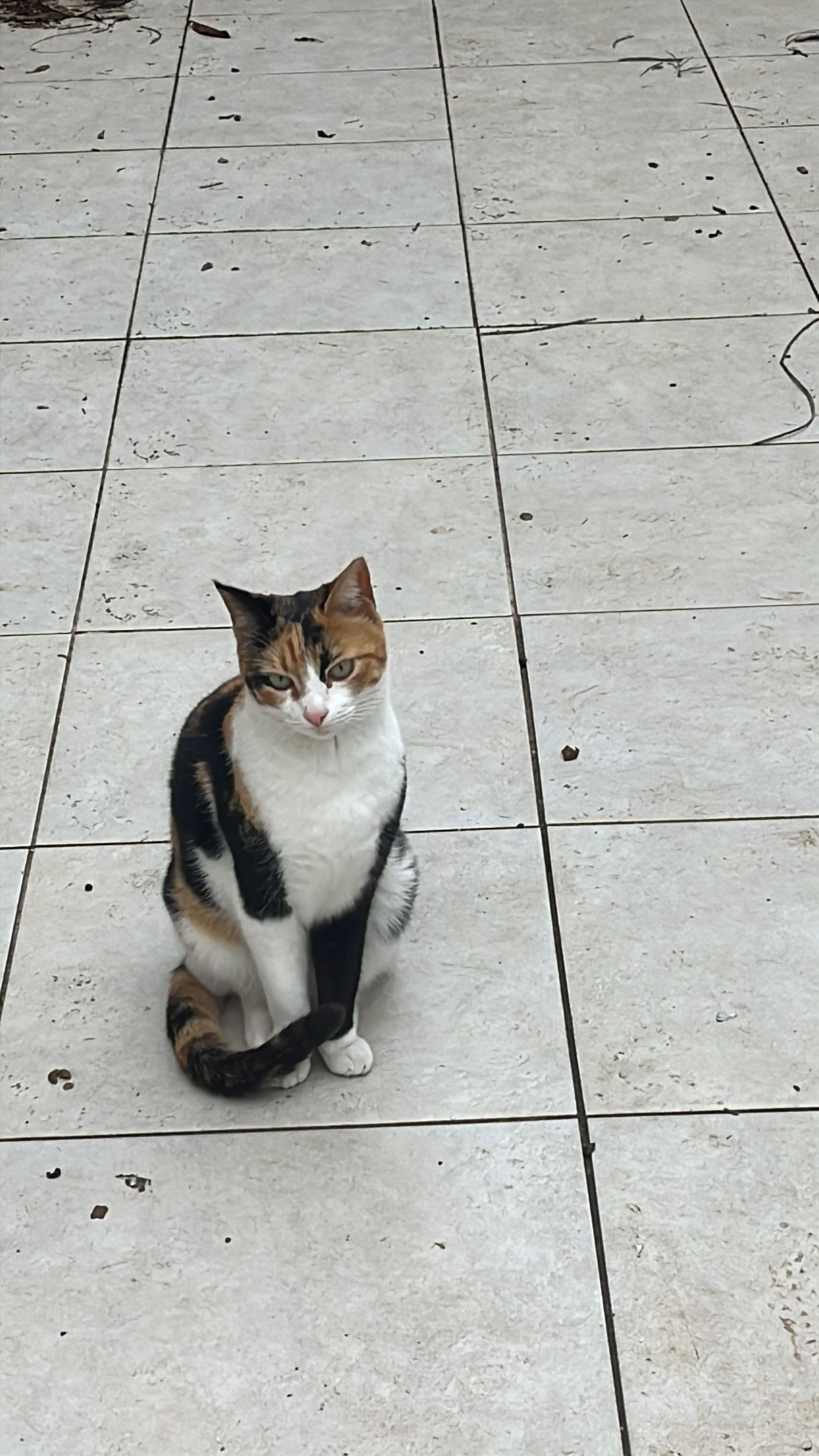 Cinny (Cinnamon) - Levi, Jerusalem