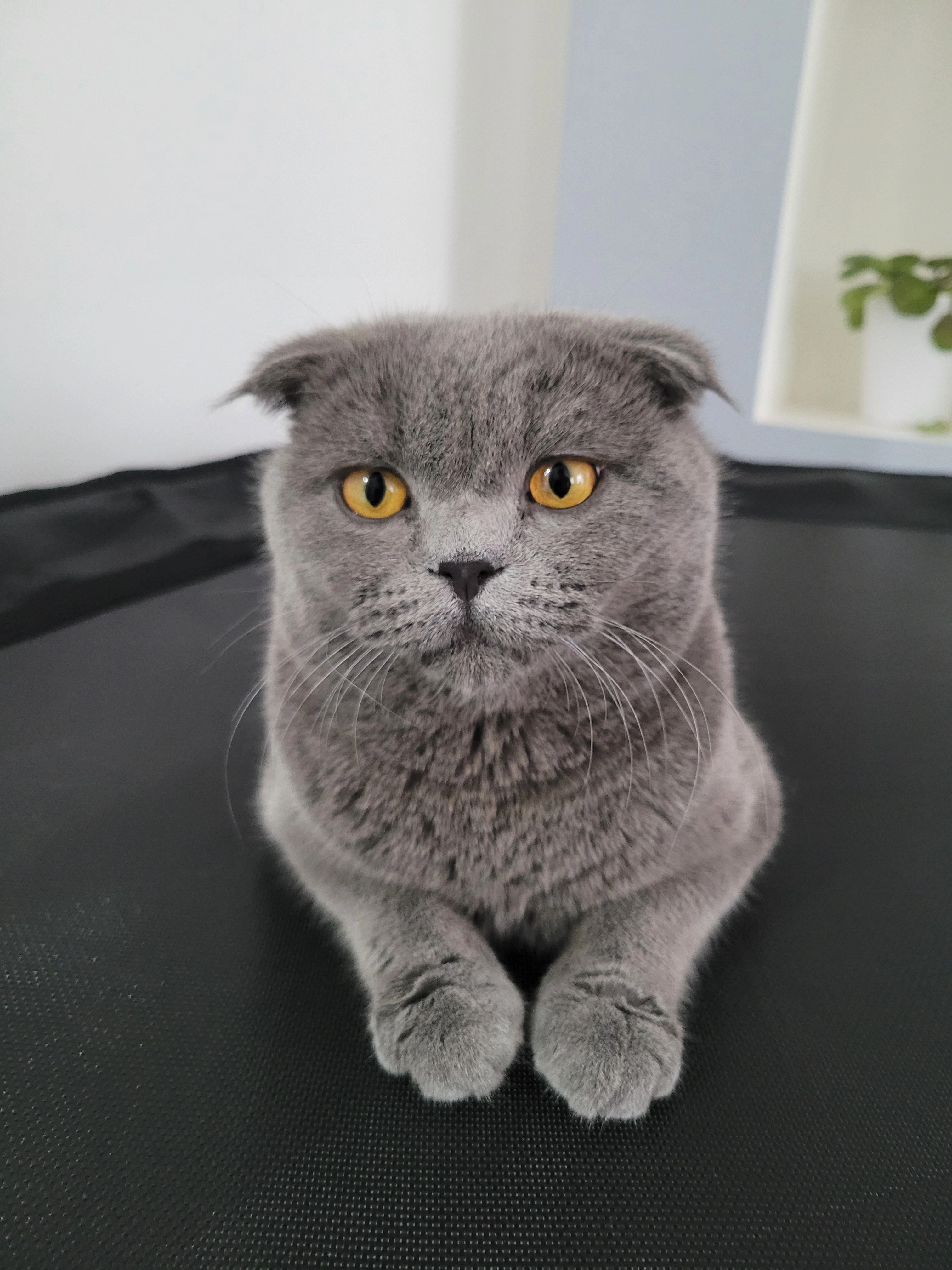 Firtina - Rue Georges Clemenceau, Bischwiller