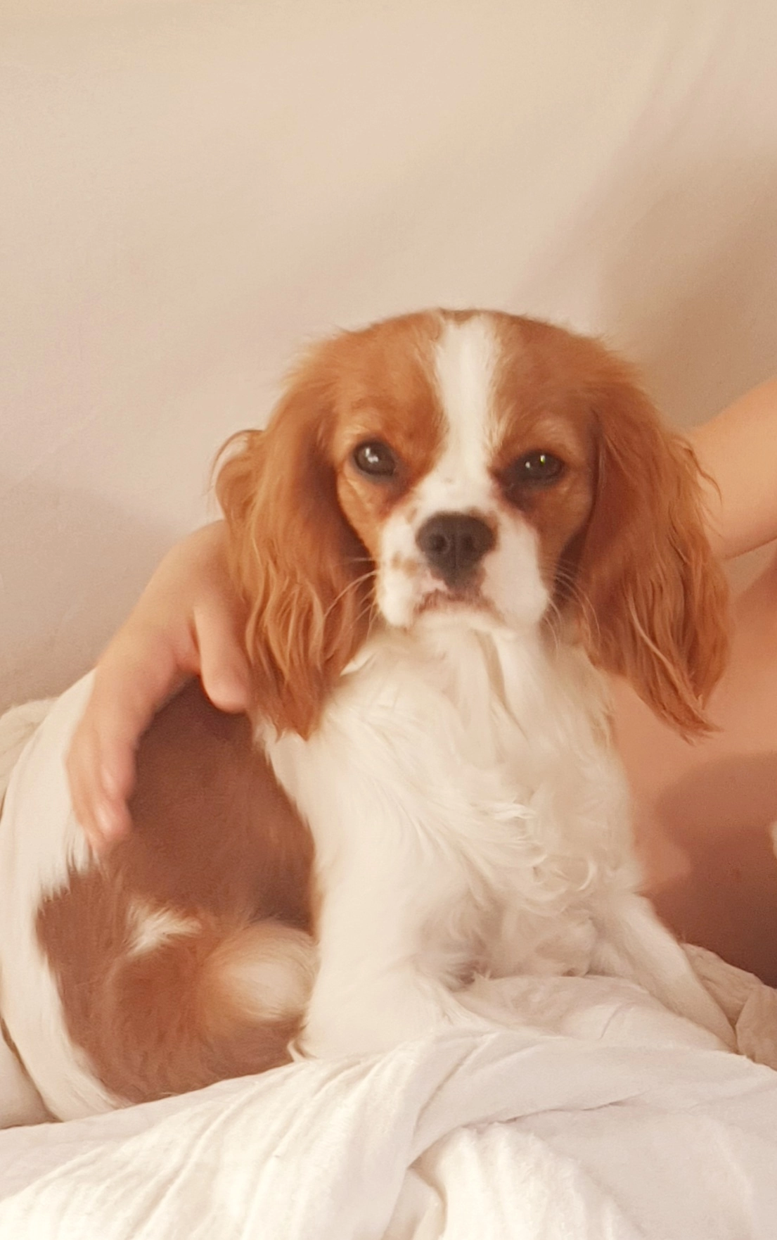 Vénus - Rue Paul Bert, Poitiers