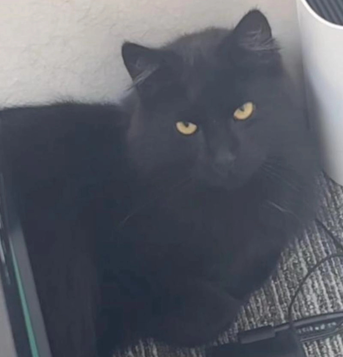 Mowgli - Brouwersgilde, Dronten