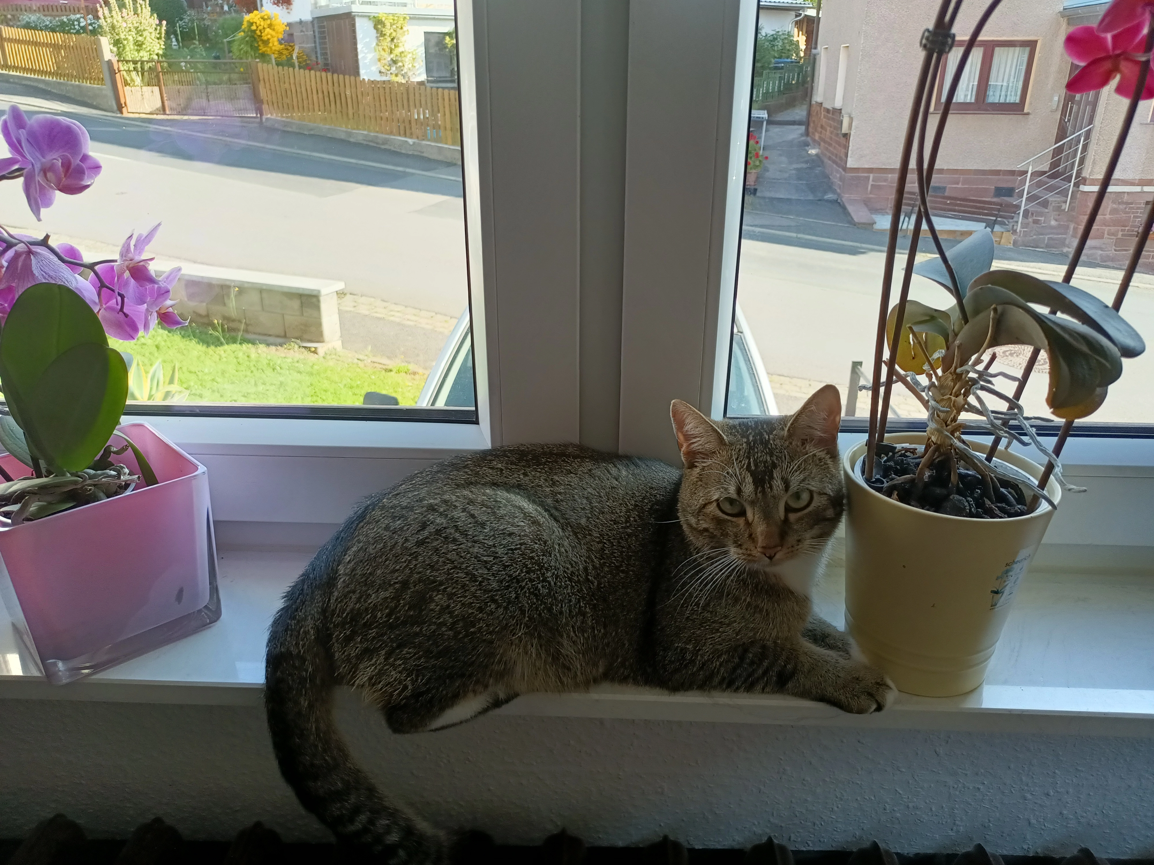 Flip  - Rotteroder Hauptstraße, Steinbach-Hallenberg