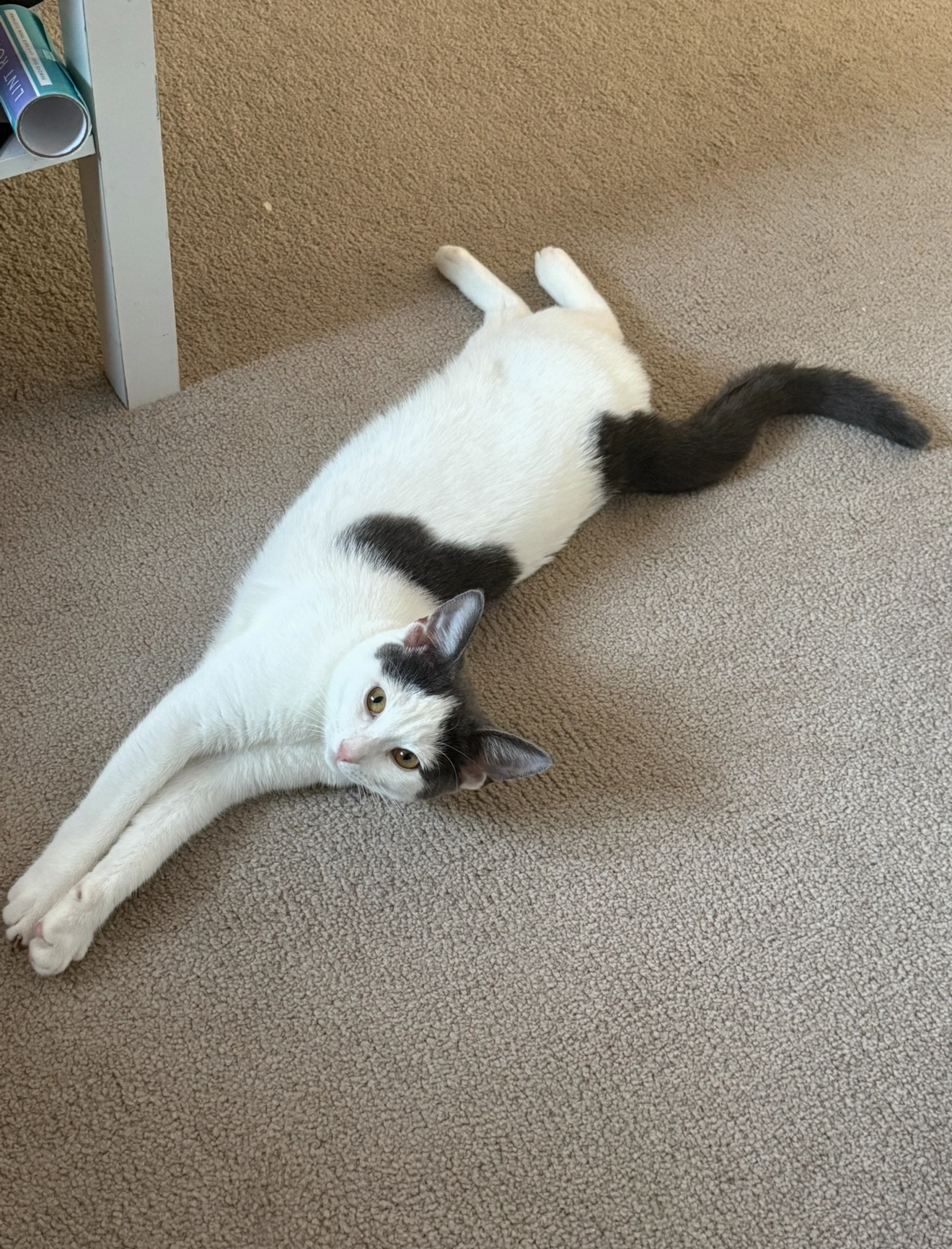 Cornuleț  - Spearmint Way, Bury Saint Edmunds