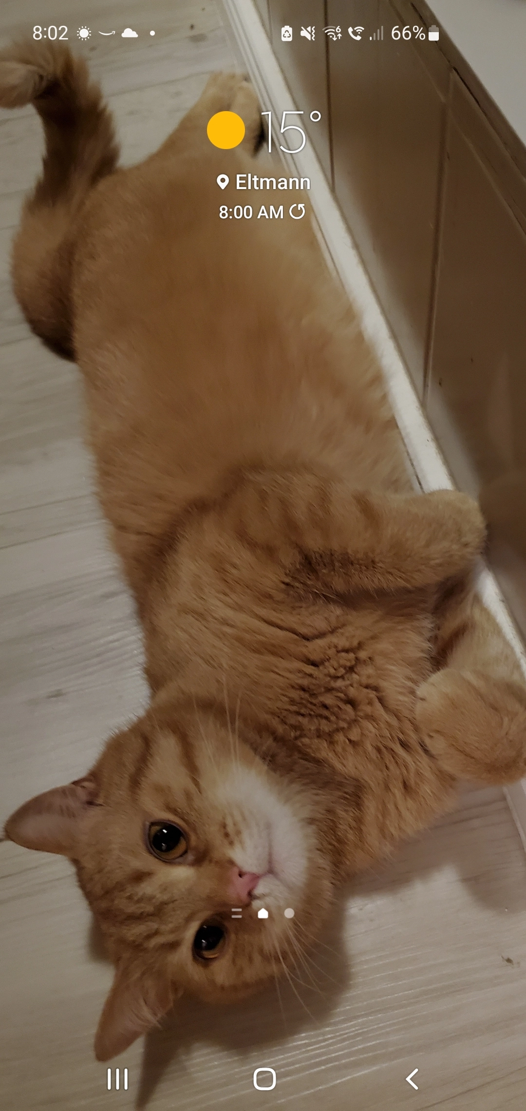 Findus - Weingartenstraße, Eltmann