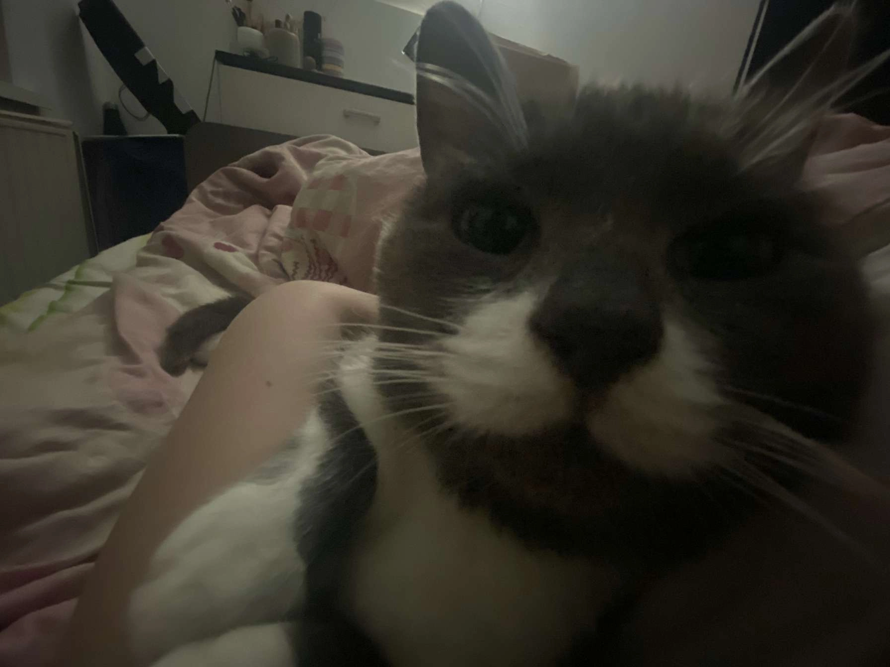 Harley  - Rue du Maréchal Joffre, Haubourdin