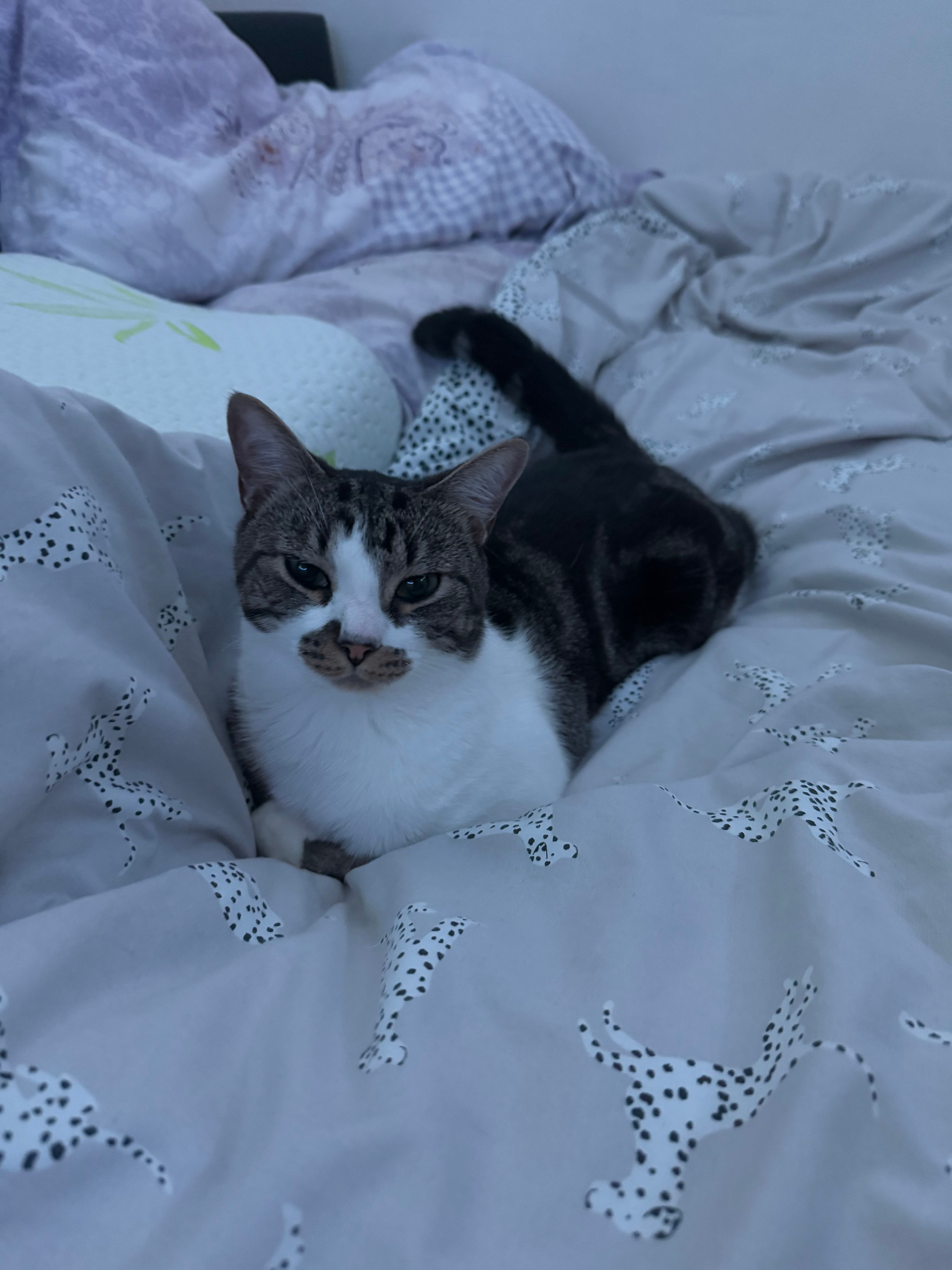 Pikko - Strada Serg. Dumitru Lătărețu, Bucharest