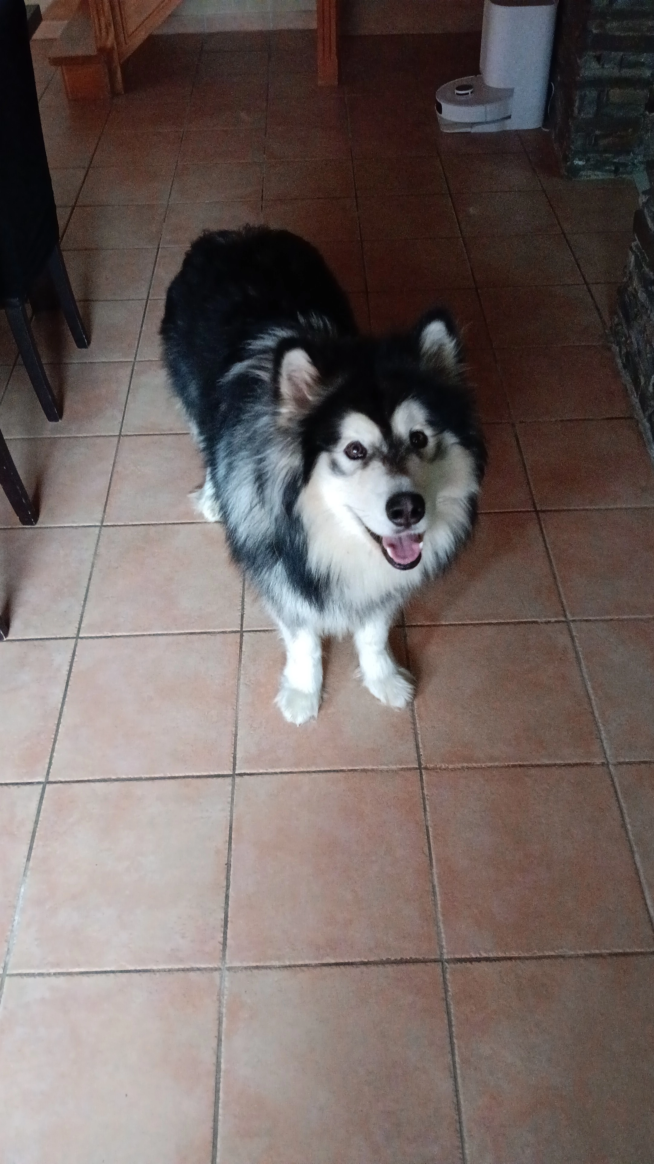 Vador - 29 La Planche, Évran