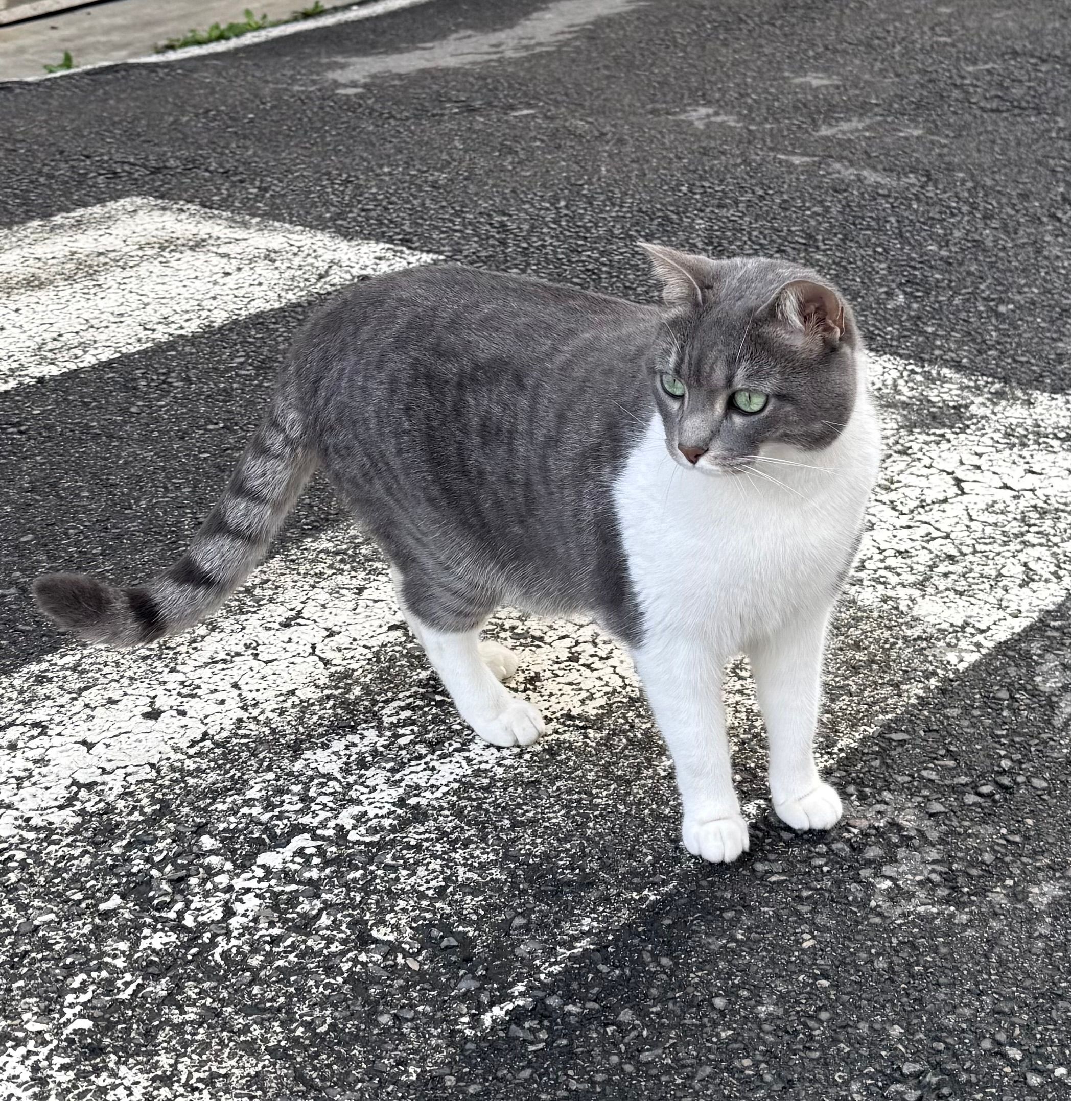 Mira - Via Caldine, Fiesole