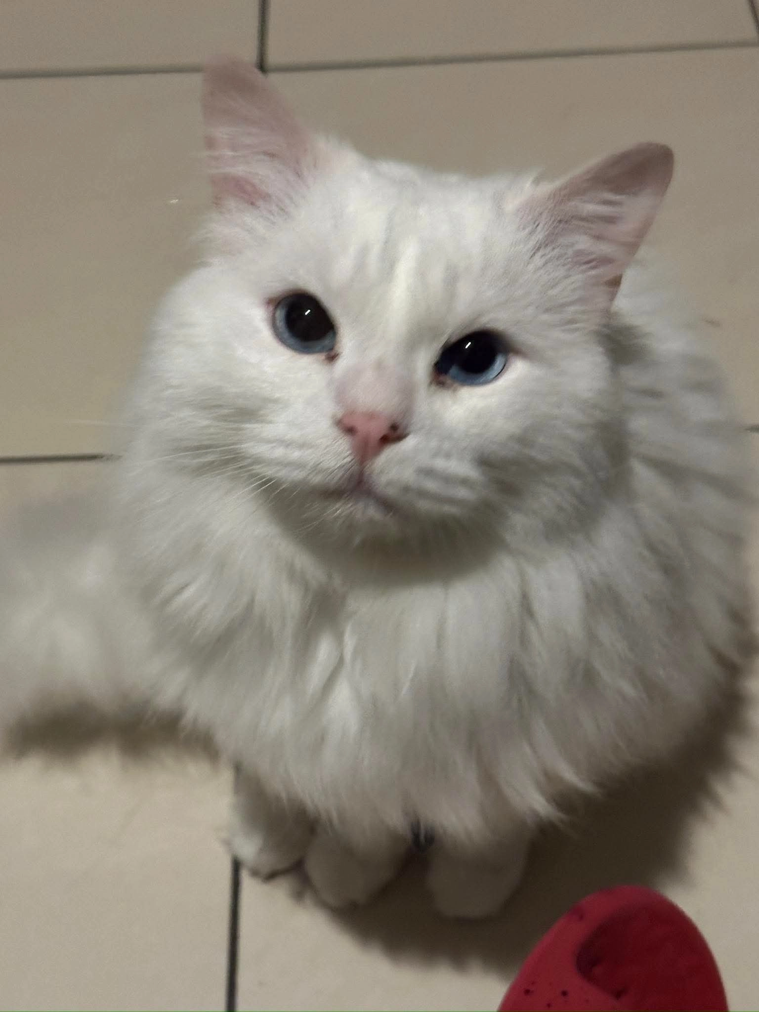 Dumbledore - T23, Cork