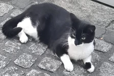 Emmi - 38479, Tappenbeck