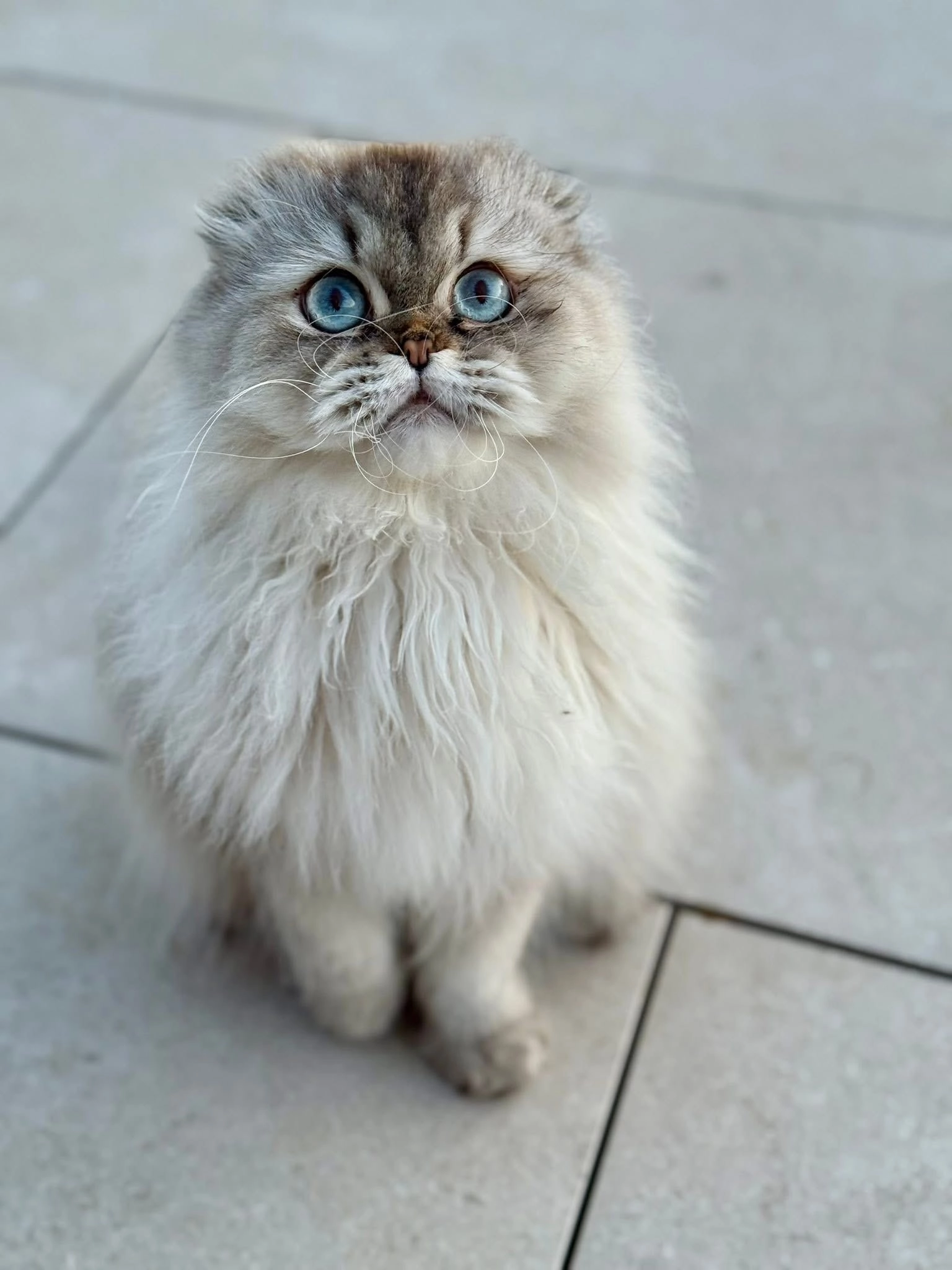 Willy  - Impasse des Portions, Ogy-Montoy-Flanville