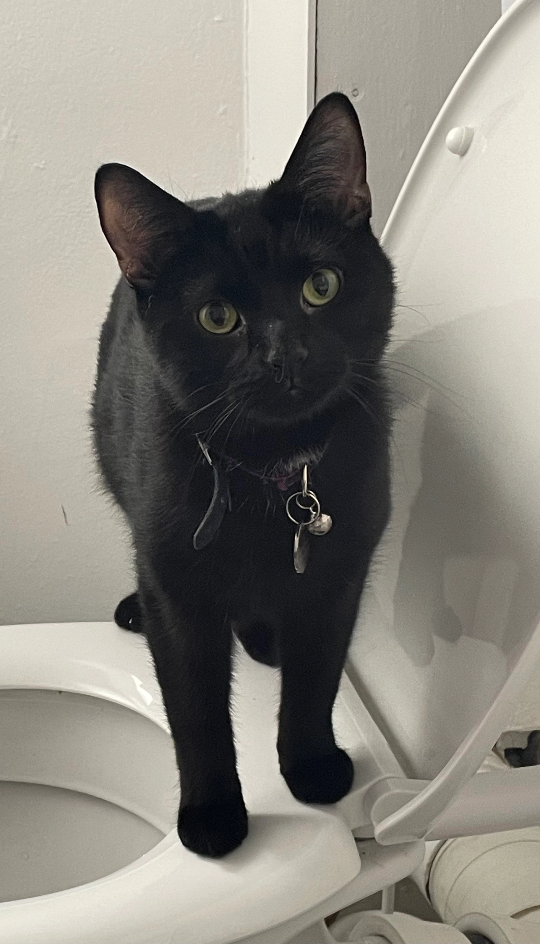 Salem - Cedar Close, Shirebrook