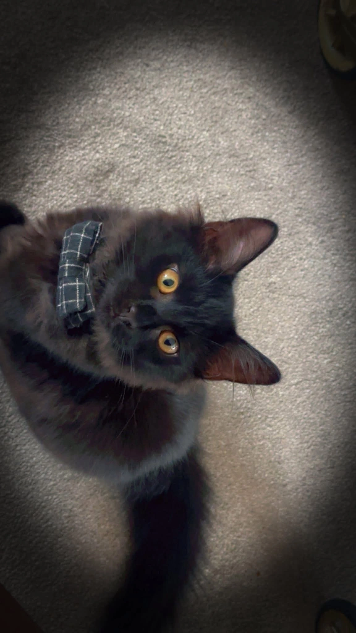 Monty - Anstey Fields, Birmingham