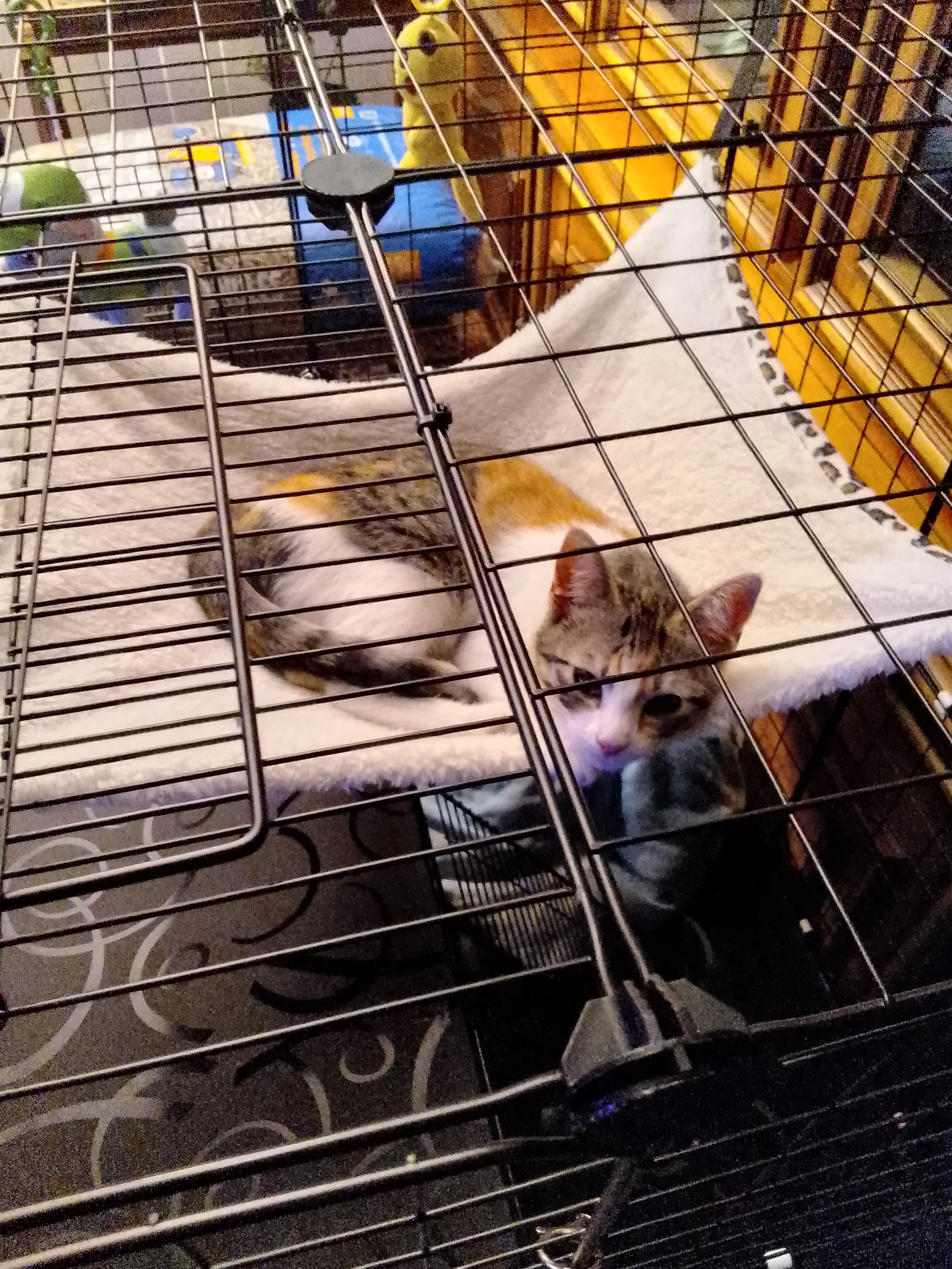 Chipie - 27 Rue Emile Zola, Trignac