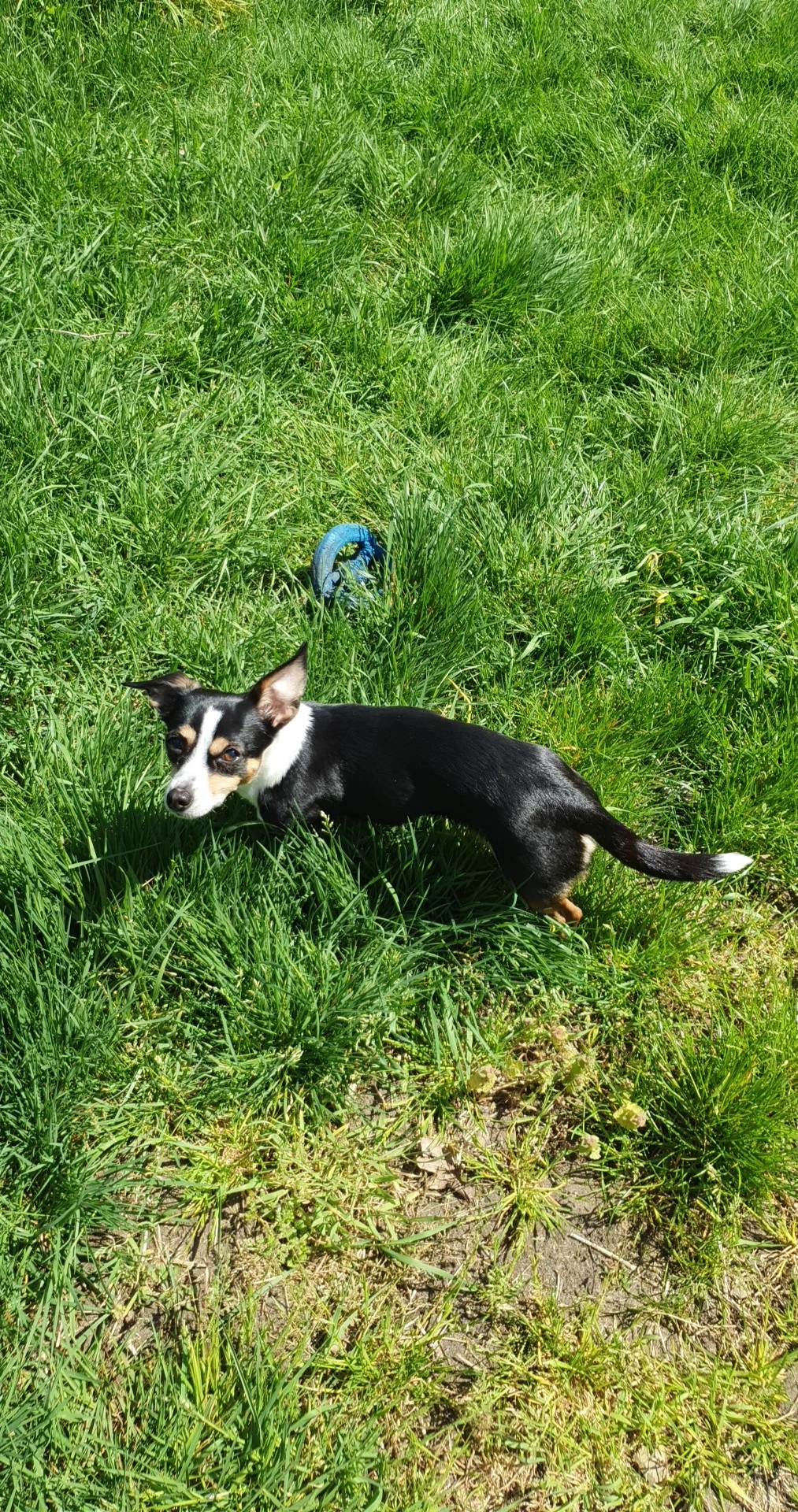 Sissi - Allée Des Bouleaux, Mons