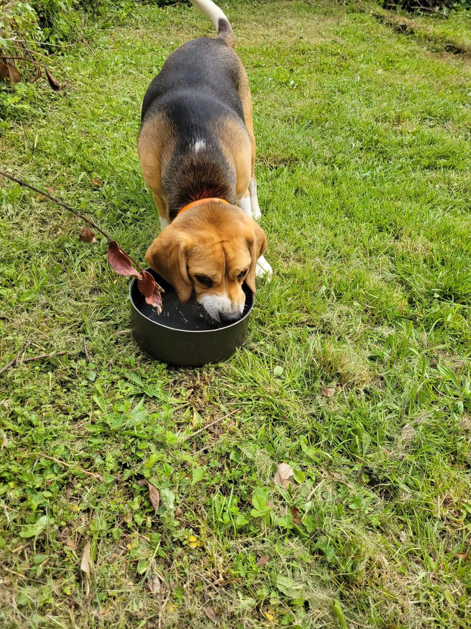 Max - Rue Des Charmes, Chauvigny