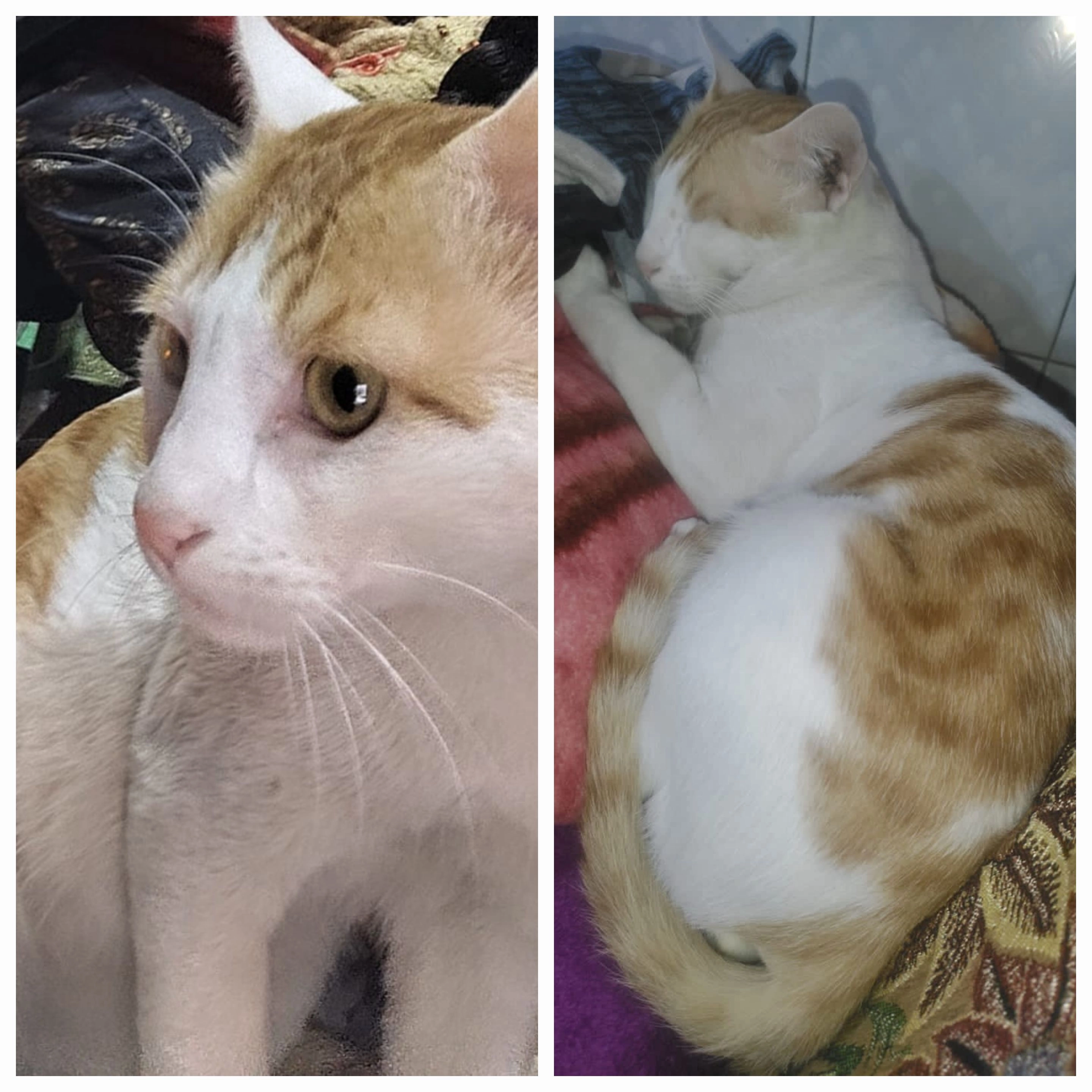 Coco - Old Seelampur street no 1 , East Delhi , shastri park