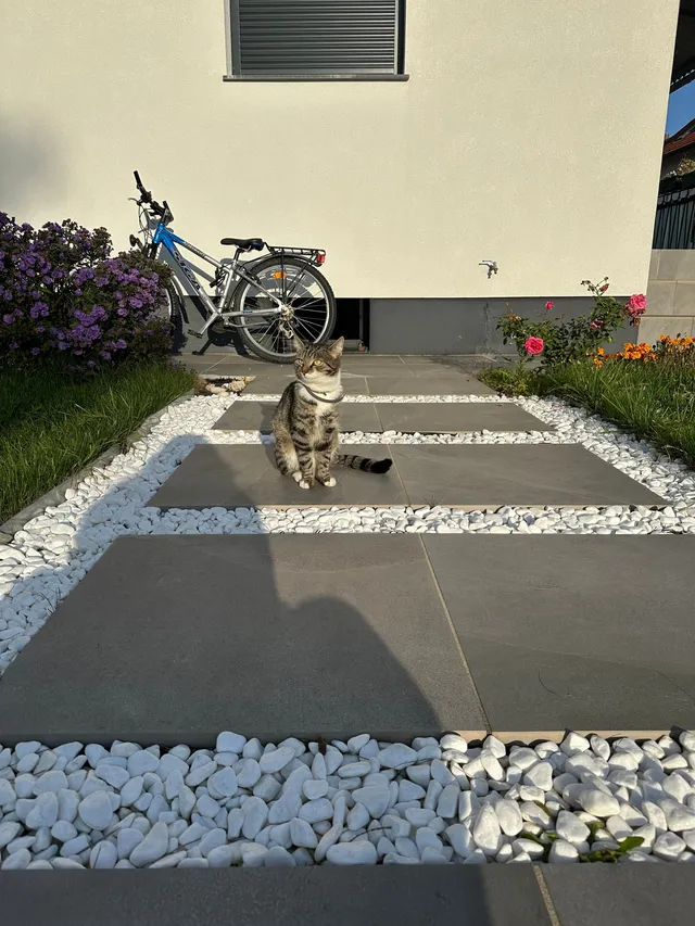 Tiger - Pestalozzistraße 11, Pasching