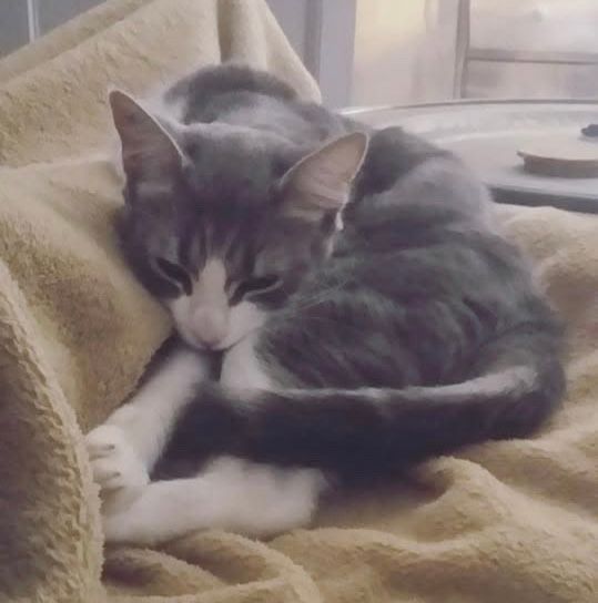 Lily - 18 Rue du Jeu de Ballon, Pignan