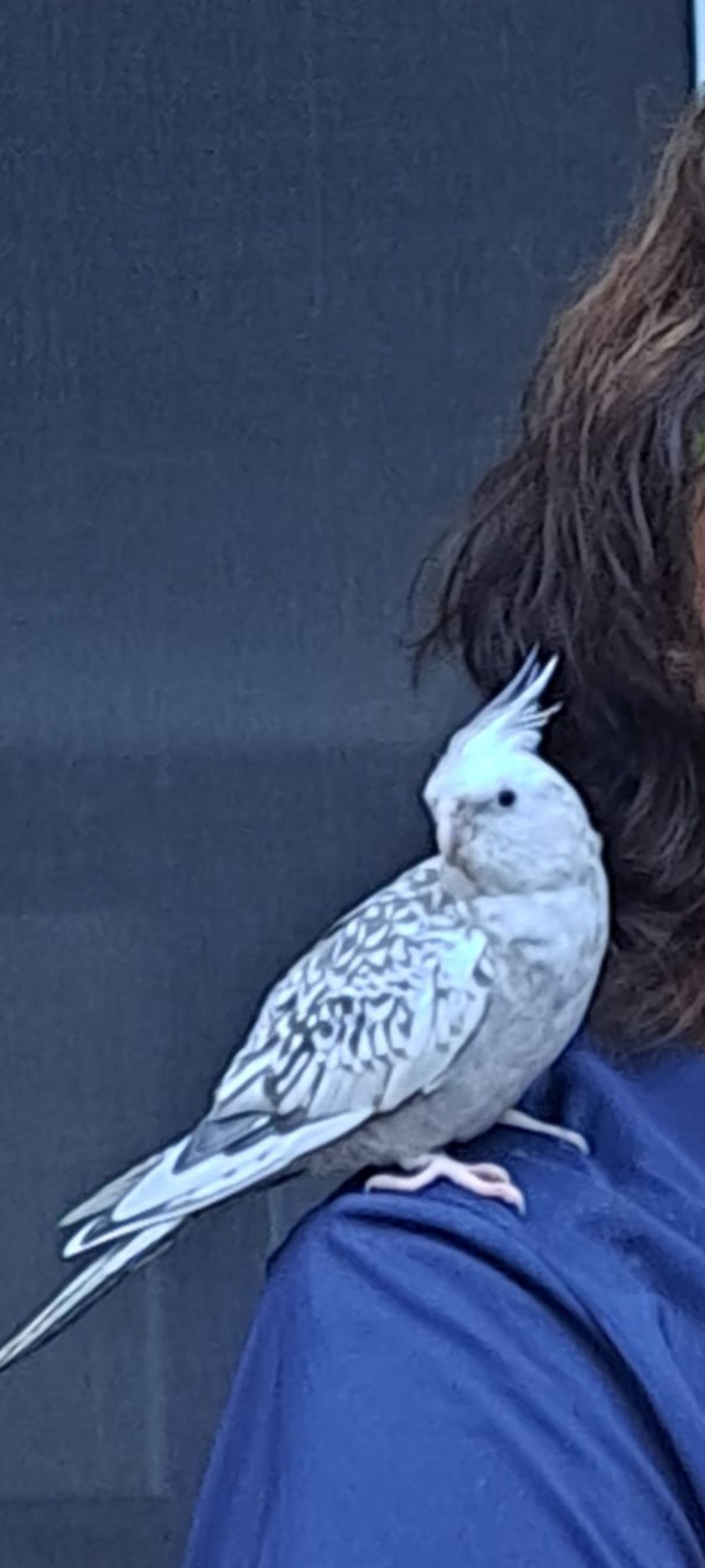 Buddy - Unterende, Moormerland