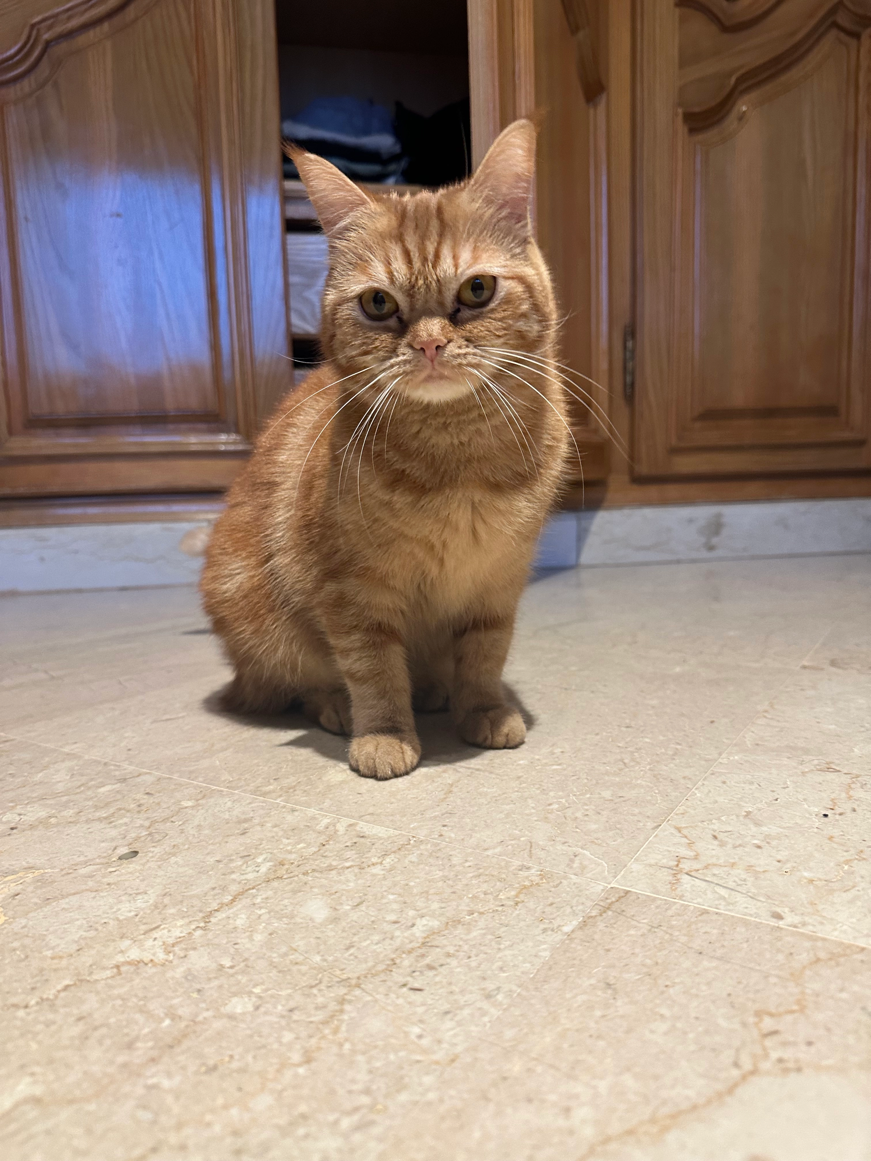 Kitty - 20, Casablanca