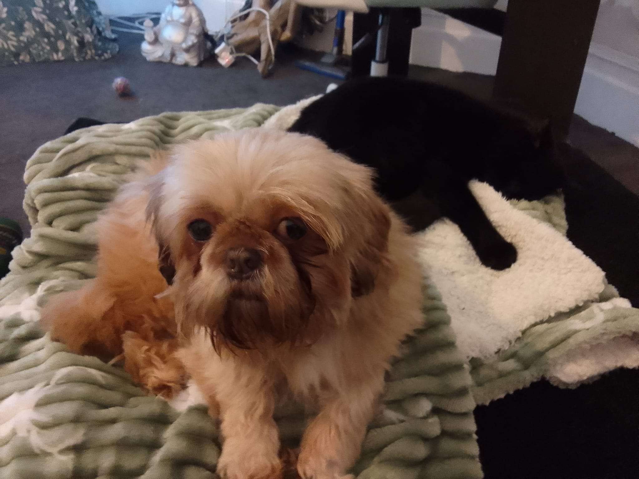 Arlo - The Promenade, Southport