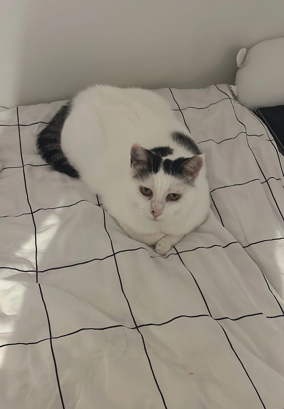 Tigerschwanz (Tigi) - Rietwisliweg, Uster