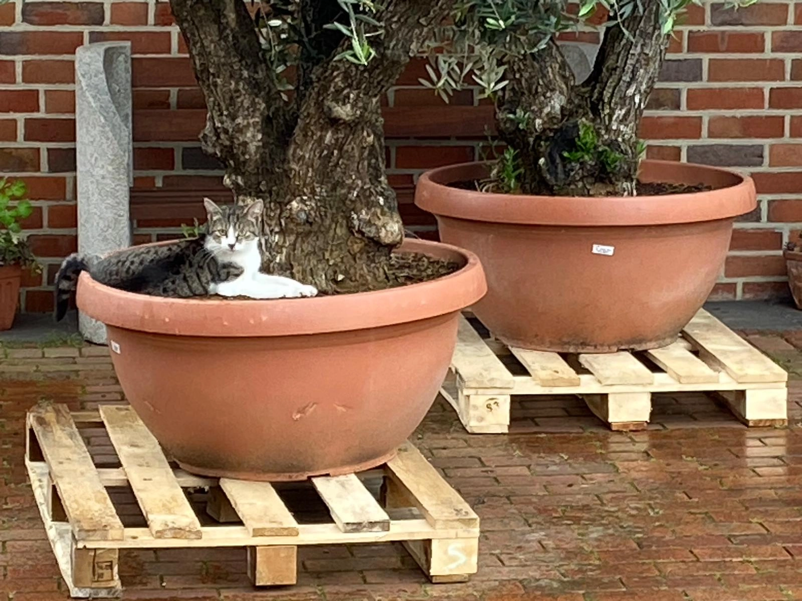 Findus - Kurt-Schumacher-Straße, Metelen