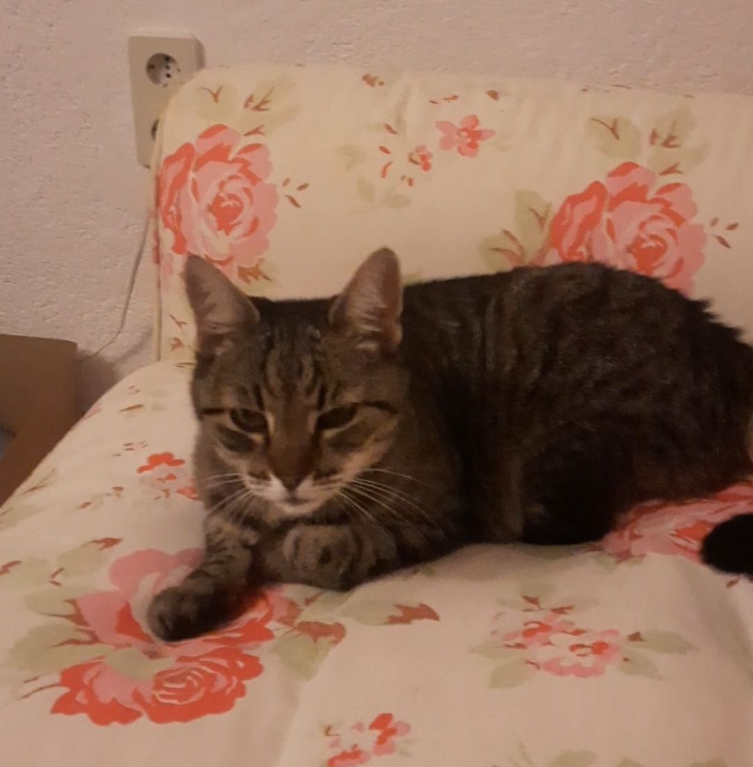 Lizzy - Gartengasse, Orth an der Donau