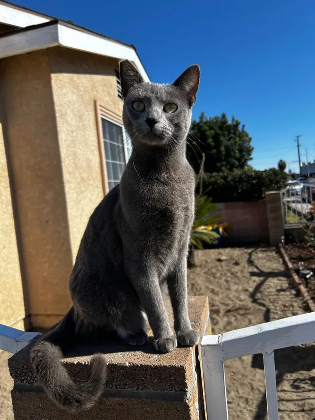 Buni - Cole Place, Huntington Park