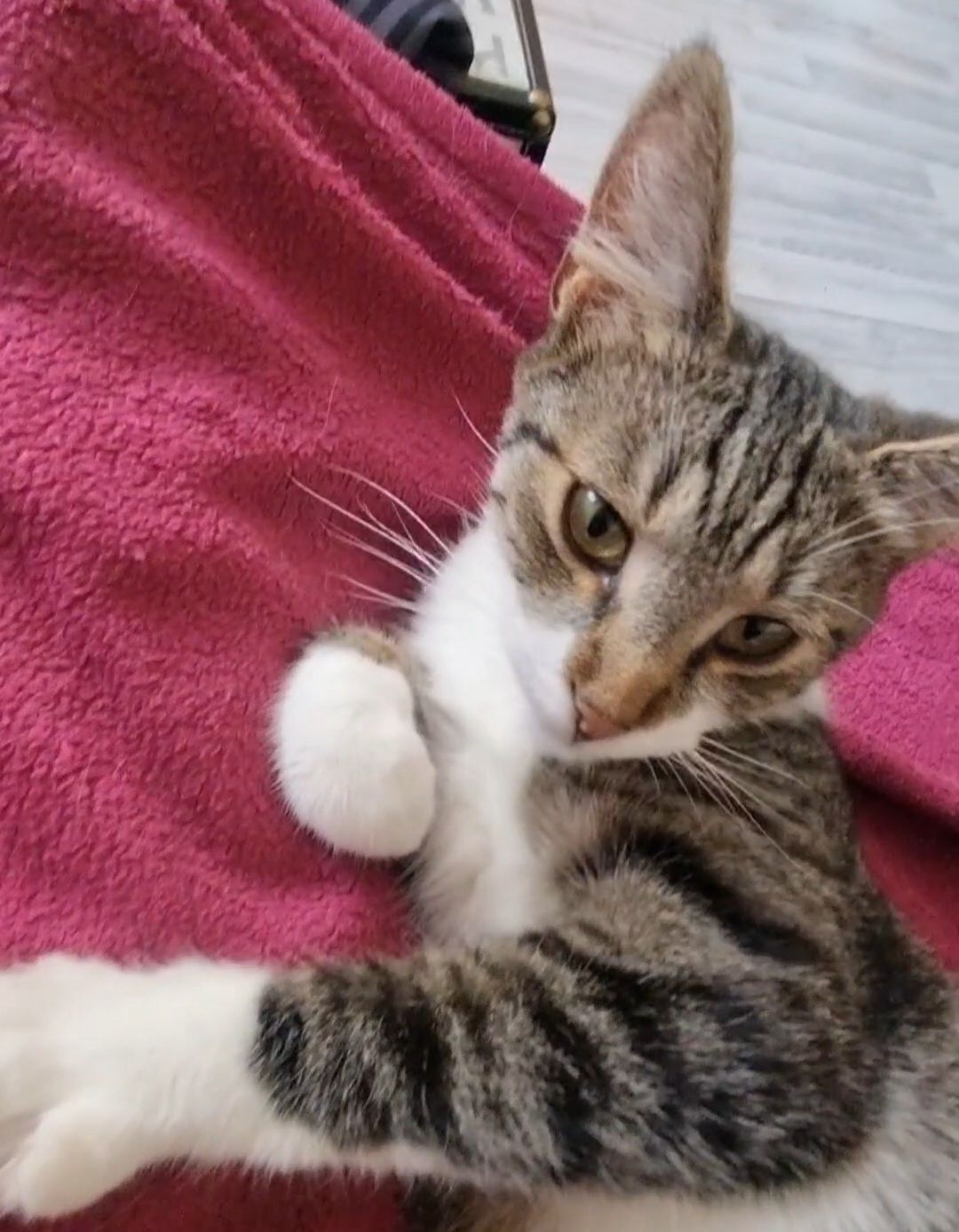 Toivo  - Kötteritzscher Ring, Colditz