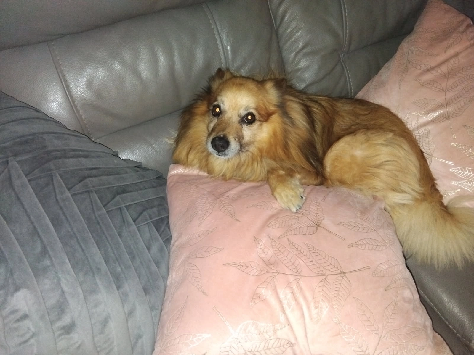 Filou - 7 Rue de l'Église, Saint-Remy-en-l'Eau