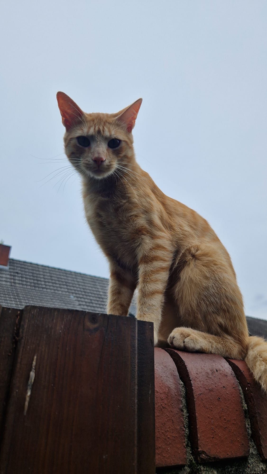 Tiger - 49586, Neuenkirchen