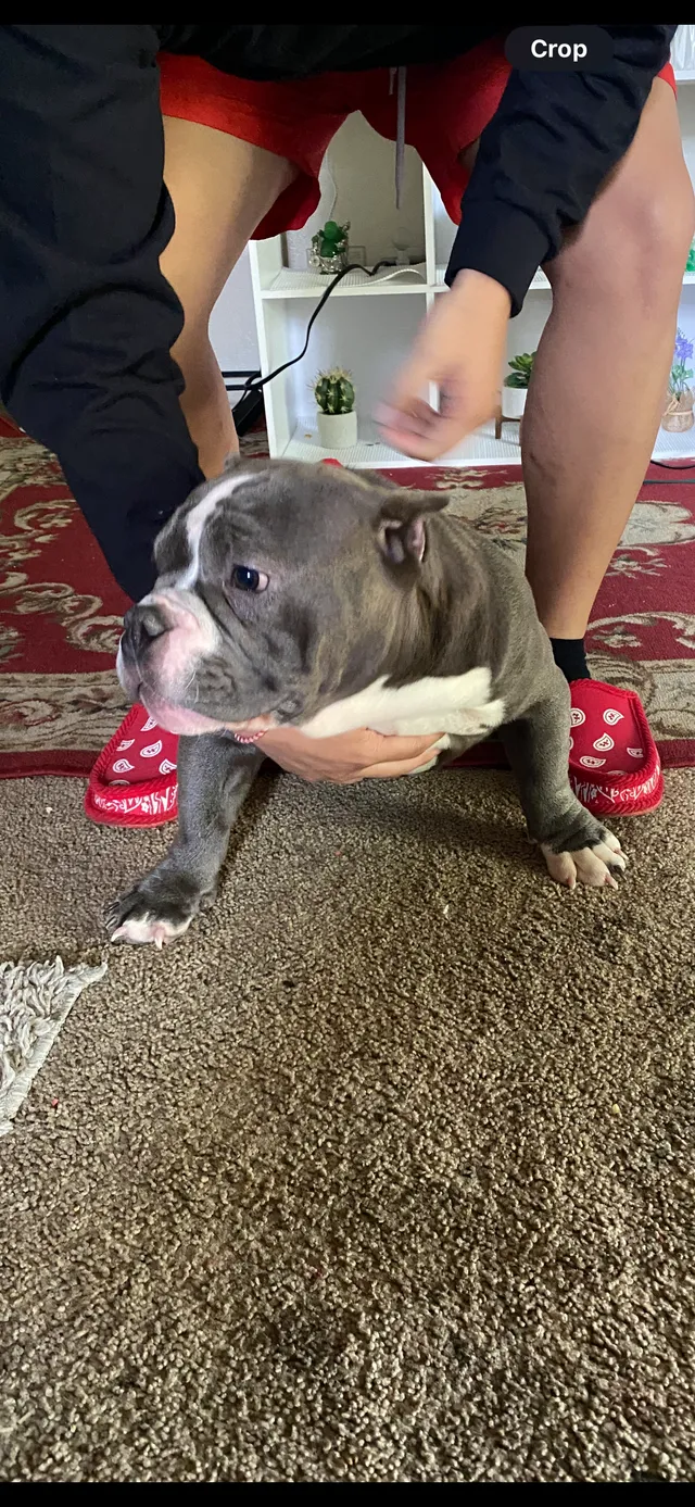 Deuce - 4573 E Fedora Ave, Fresno