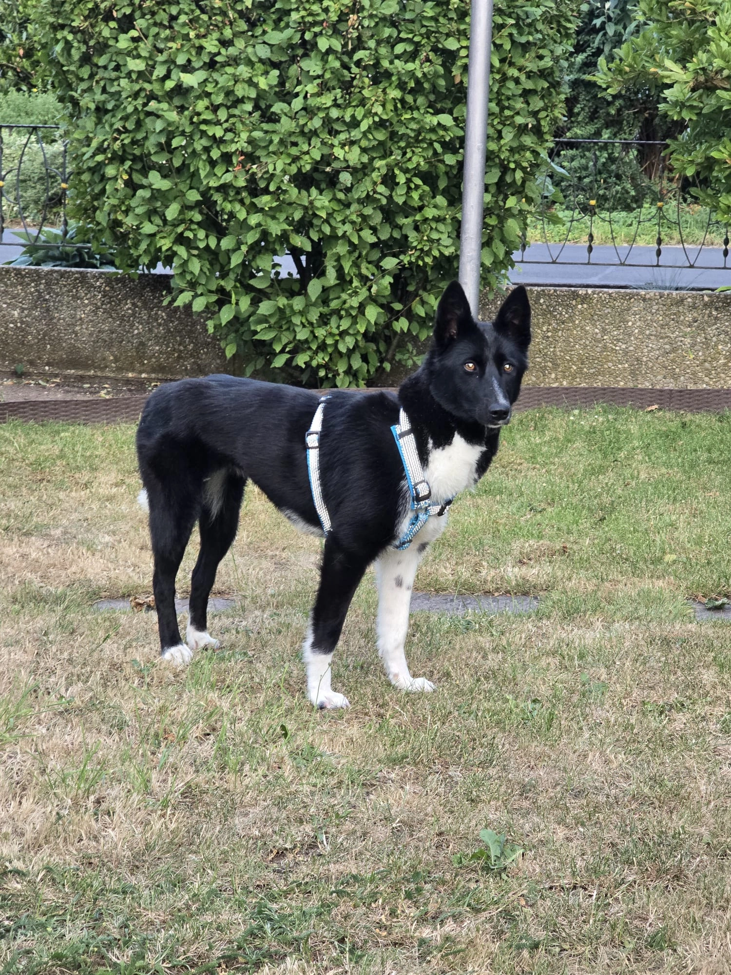 Mara - Dřenice, Cheb