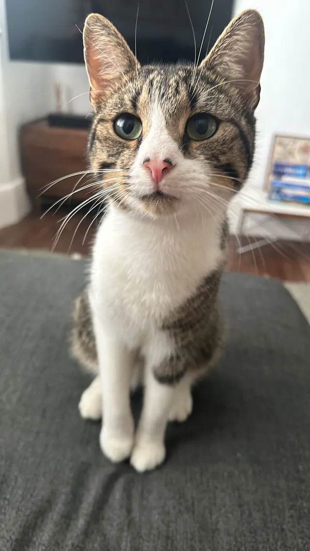 Jasper - Elm Grove, Brighton