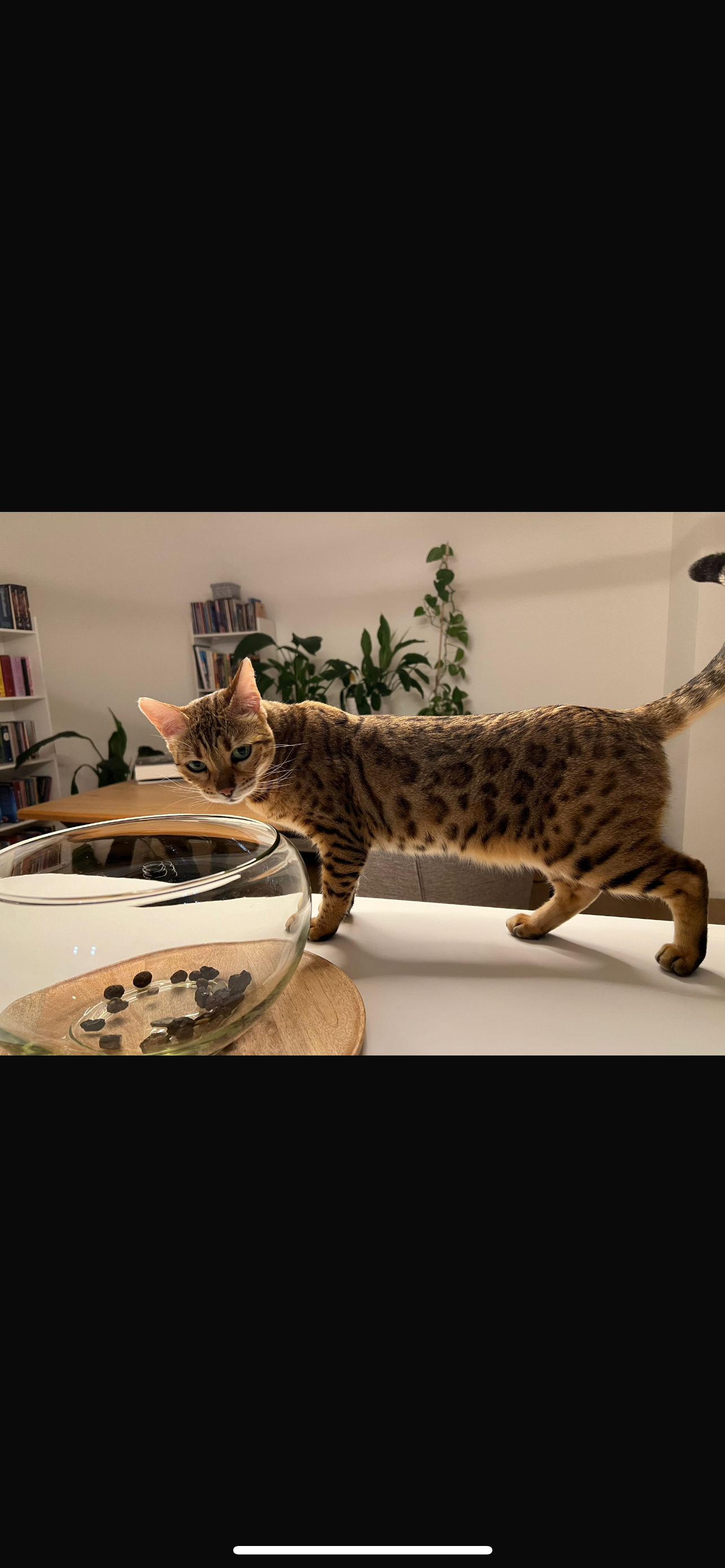 Kishory - Viale Monte Verità 45, Ascona