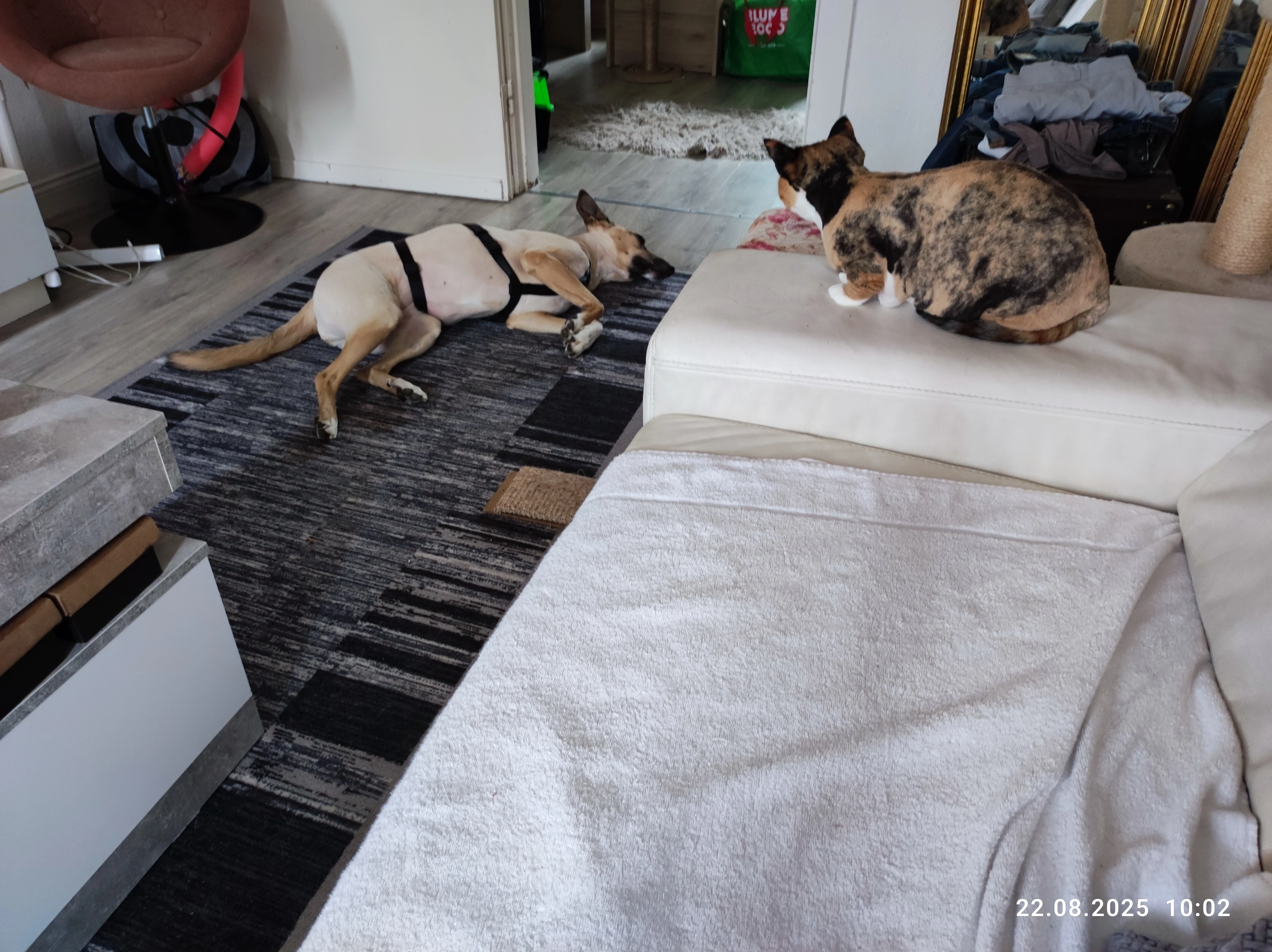 Tiger  - Ratzeburger Straße, Schönberg