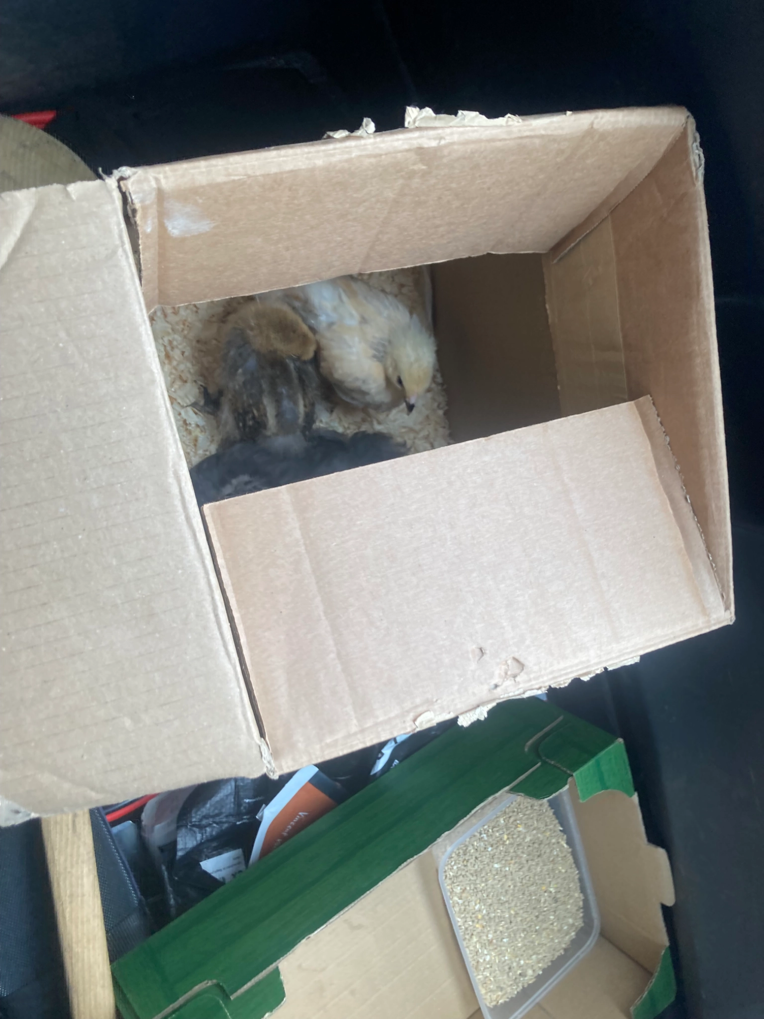 Nugget - Portacarron, Galway