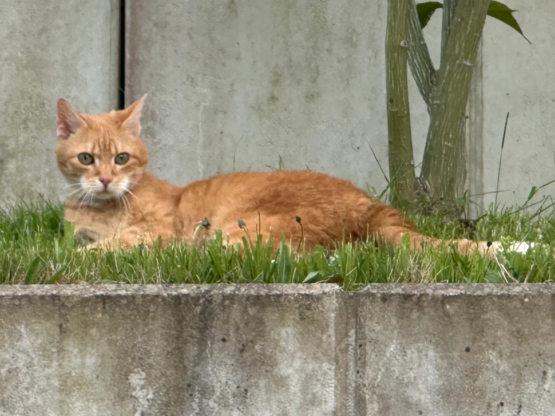 Sunny - Brackenweg, Eslohe