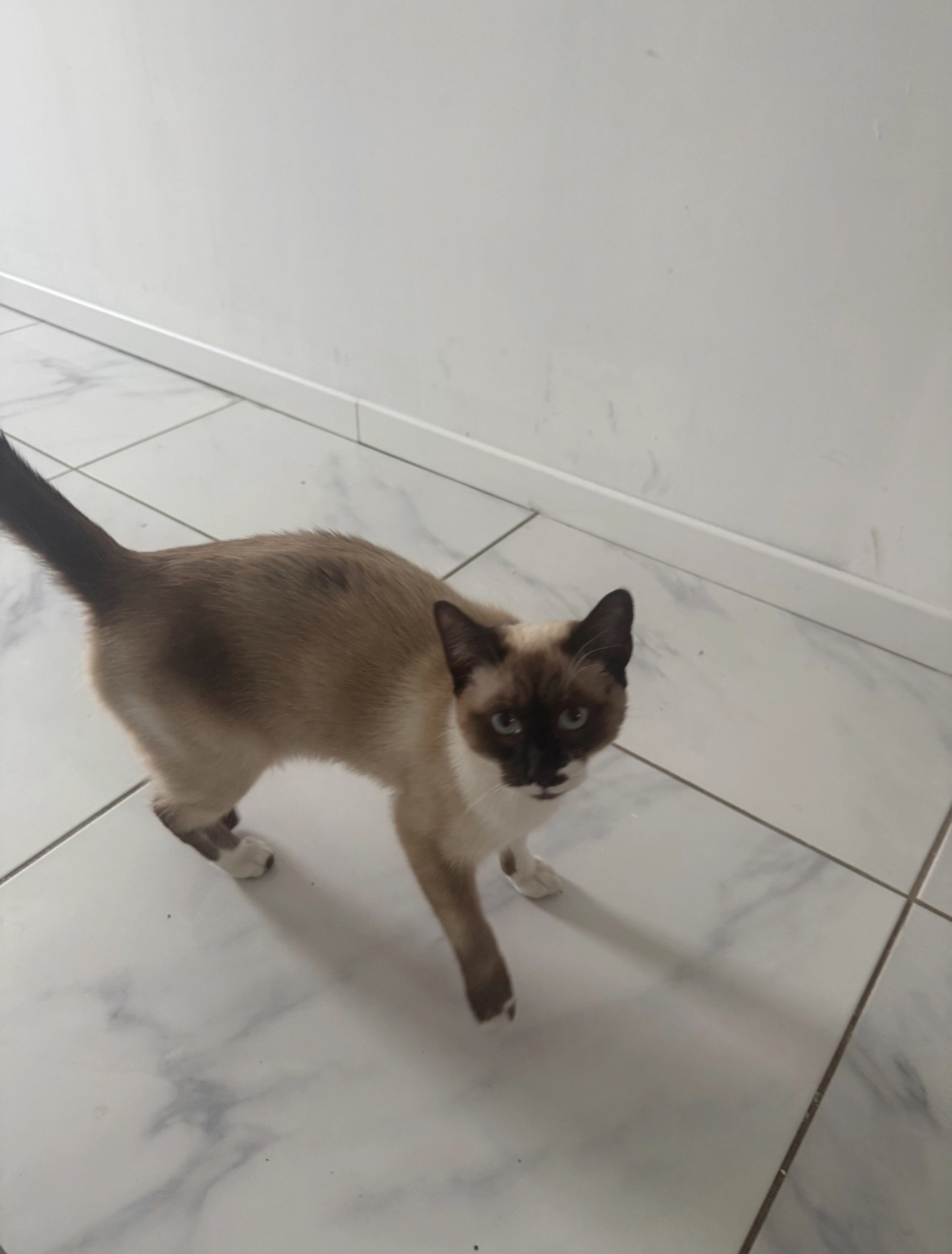 Mezza  - 4 Rue des Orpellières, Toulouse