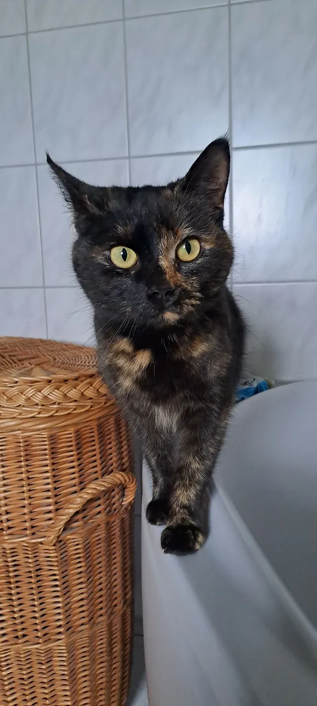 Tortie  - Dietwies, Fridolfing