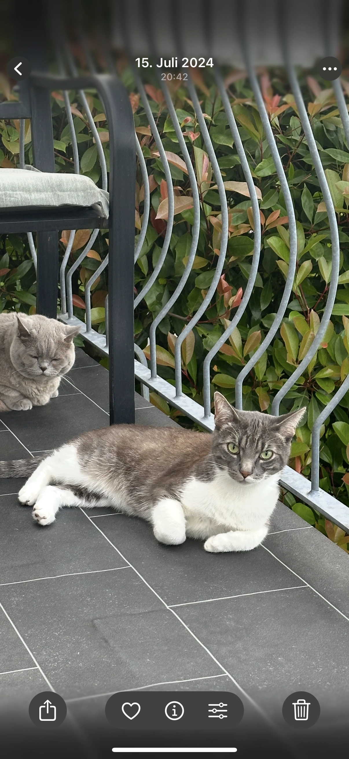 Maci - Käthe-Kollwitz-Ring, Bruchköbel