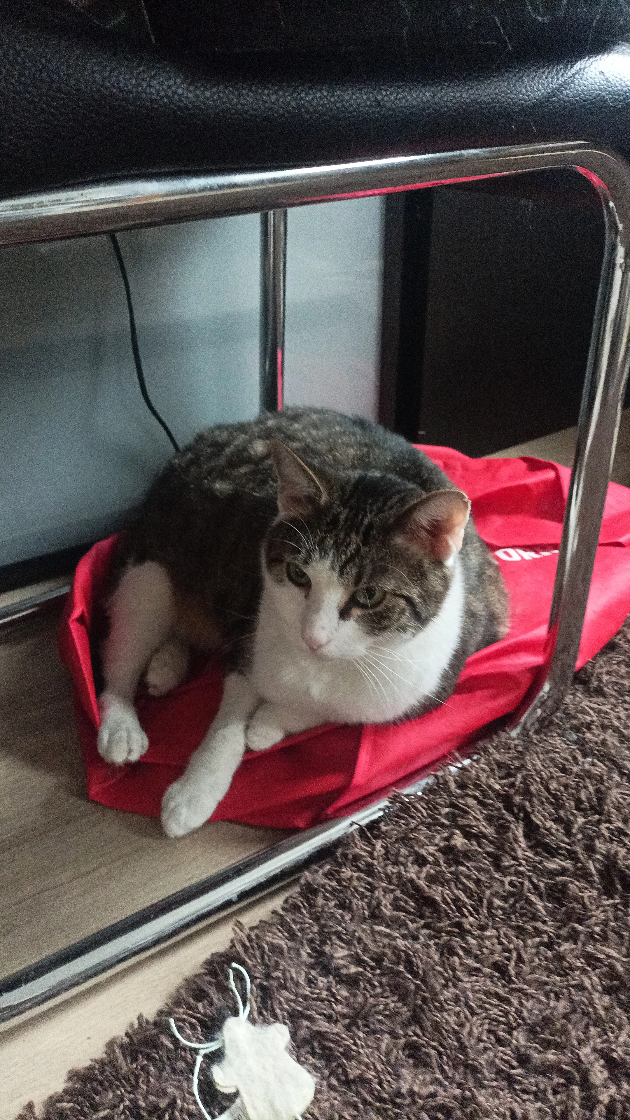 Carny - Grazer Straße 23, Bruck an der Mur