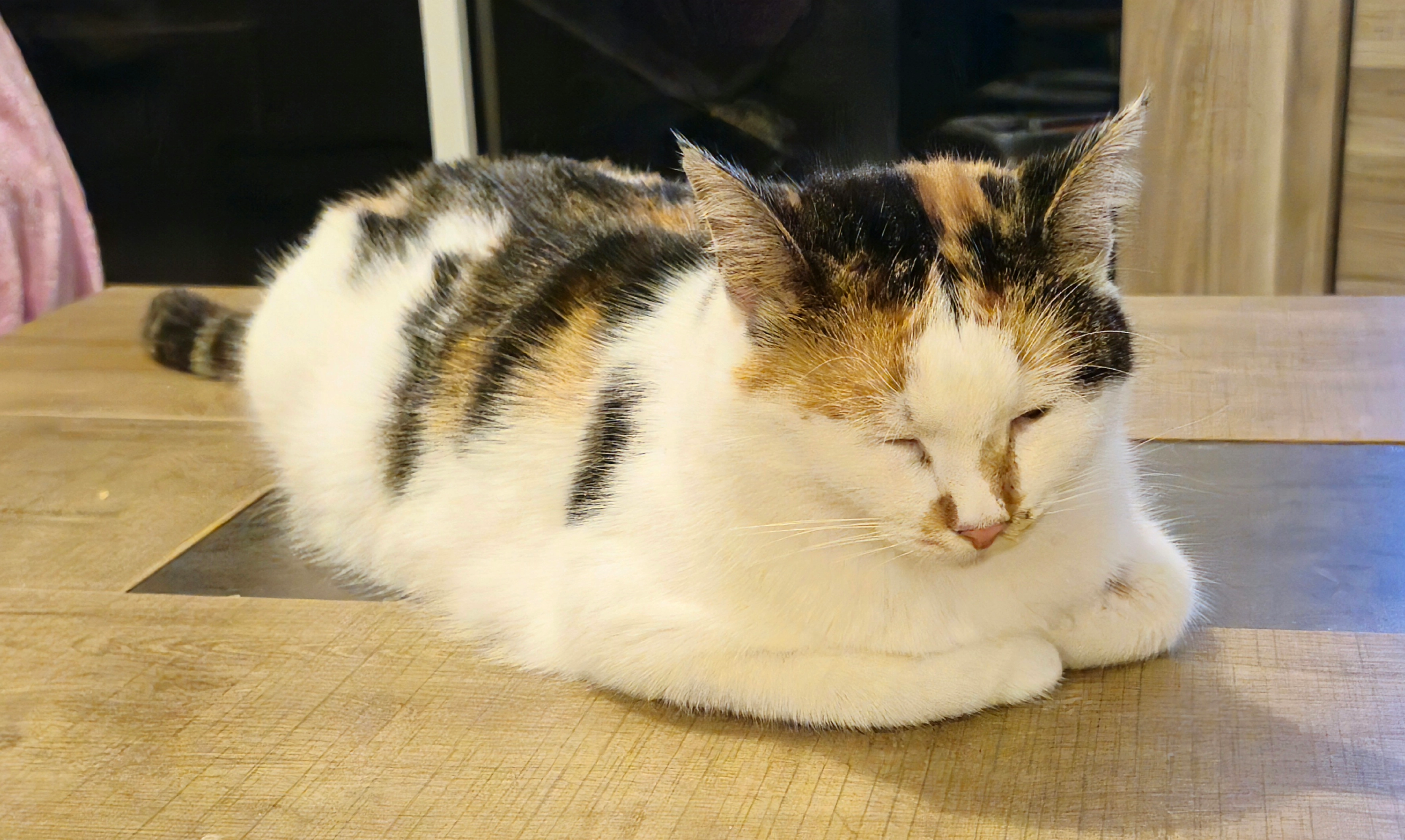 Cléopâtre  - Rue Du Point Du Jour, Saint-Laurent-de-Brèvedent